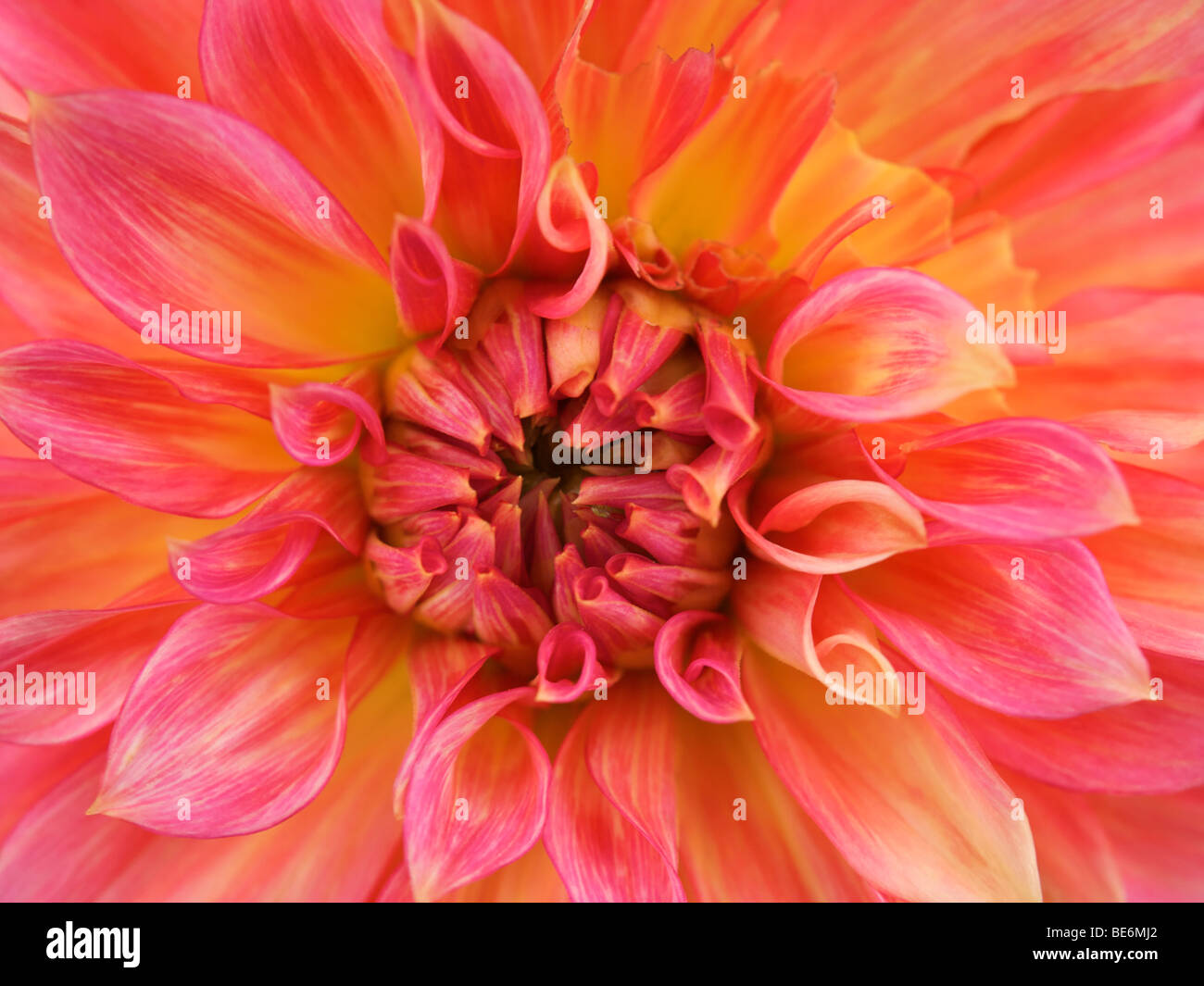 Red dahlia with yellow center hi-res stock photography and images - Alamy