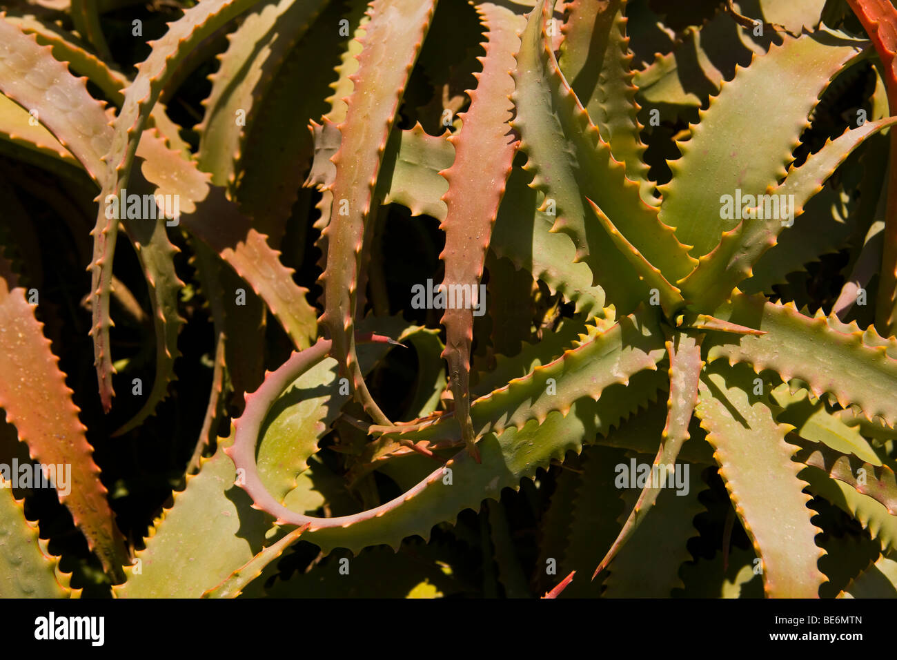 CA, USA - Red Hot Poker cactus plant on Santa Catalina Island Stock Photo