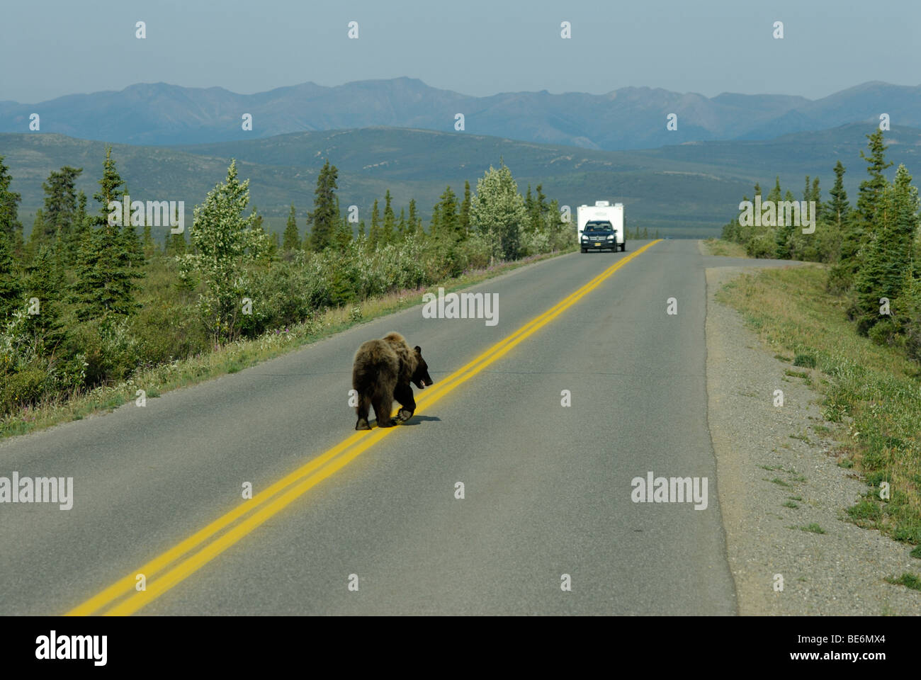 Brown bear (grizzly bear), Ursus arctos horribilis, on the Park Road, Denali National Park Stock Photo