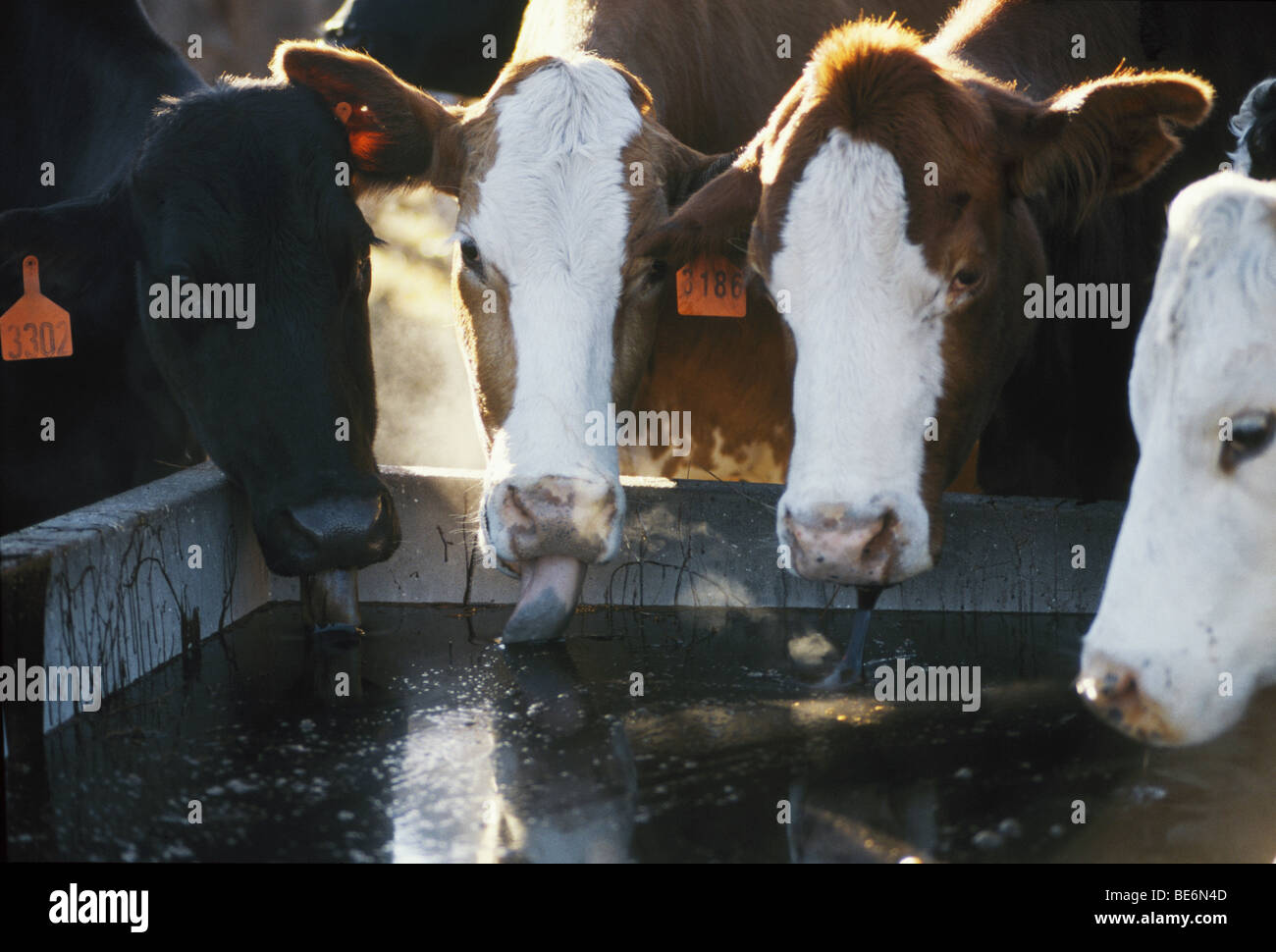 Molasses feed lick hires stock photography and images Alamy