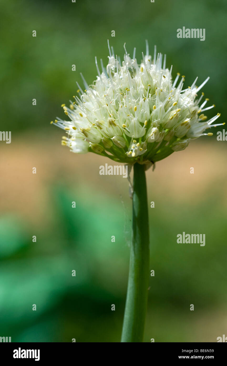 Allium cepa flower hi-res stock photography and images - Alamy