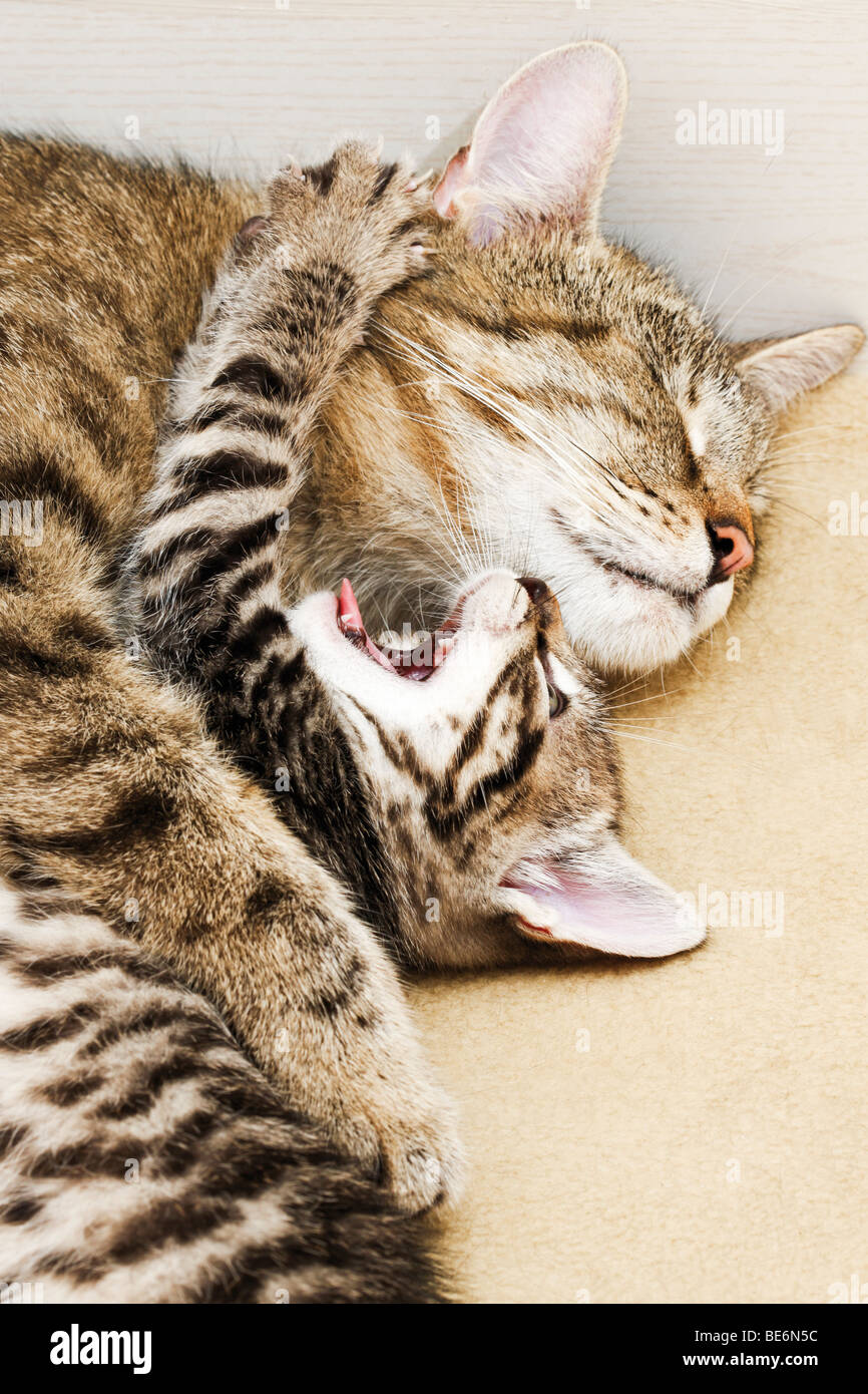 Cat with kitten, 5 weeks old Stock Photo Alamy