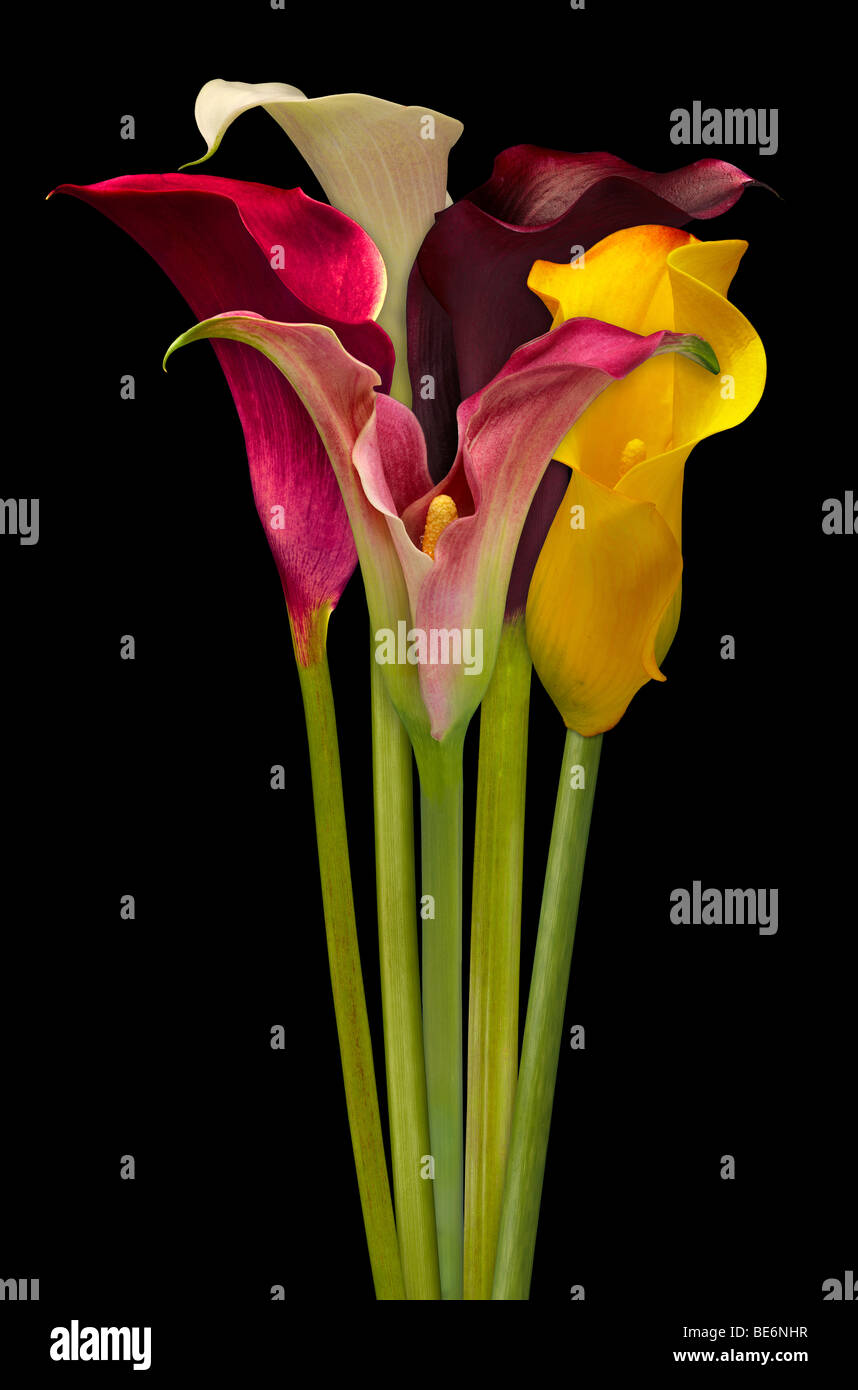 Red and yellow calla lilies hires stock photography and images Alamy