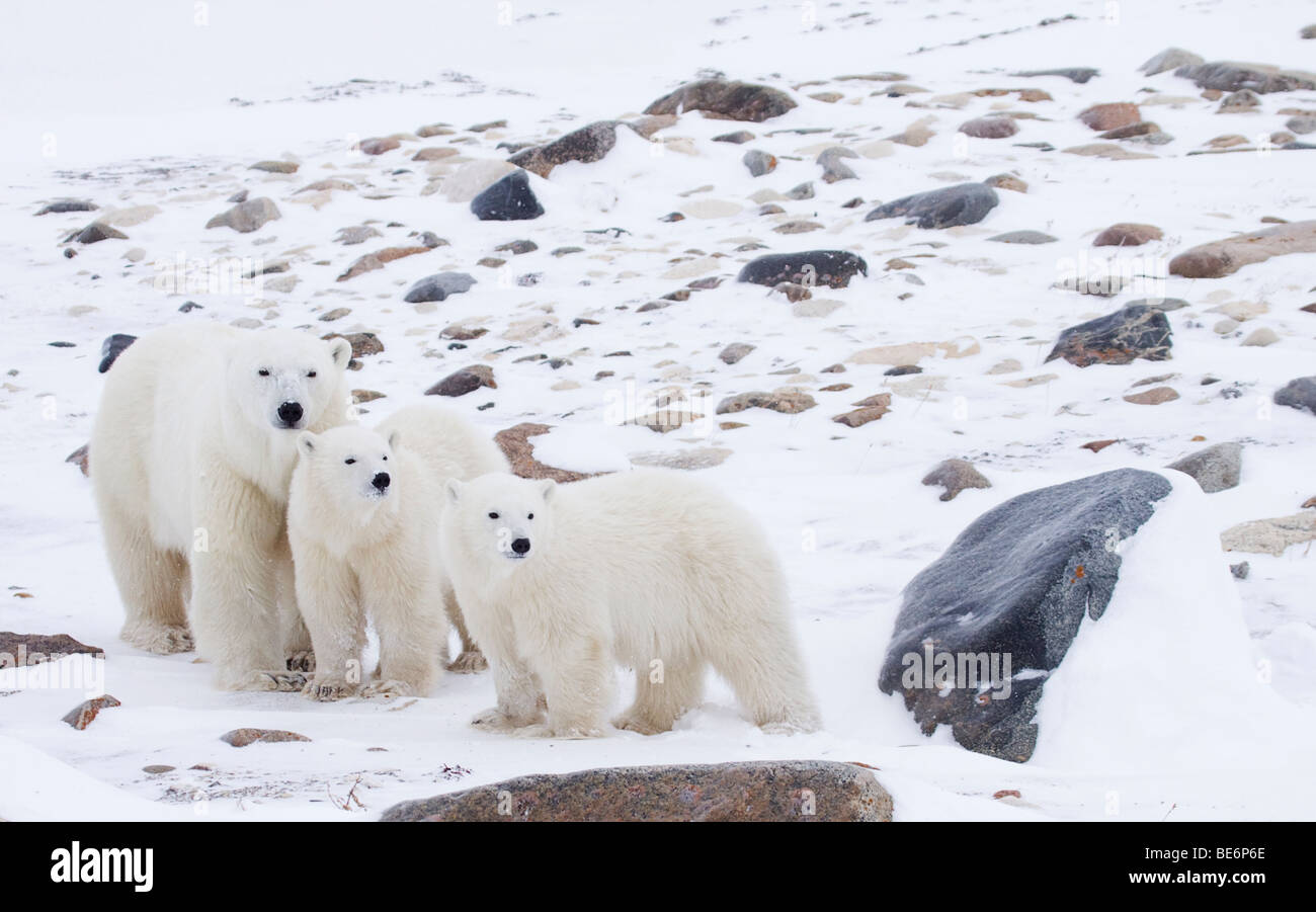Baby Polar Bear Snow High Resolution Stock Photography and Images - Alamy