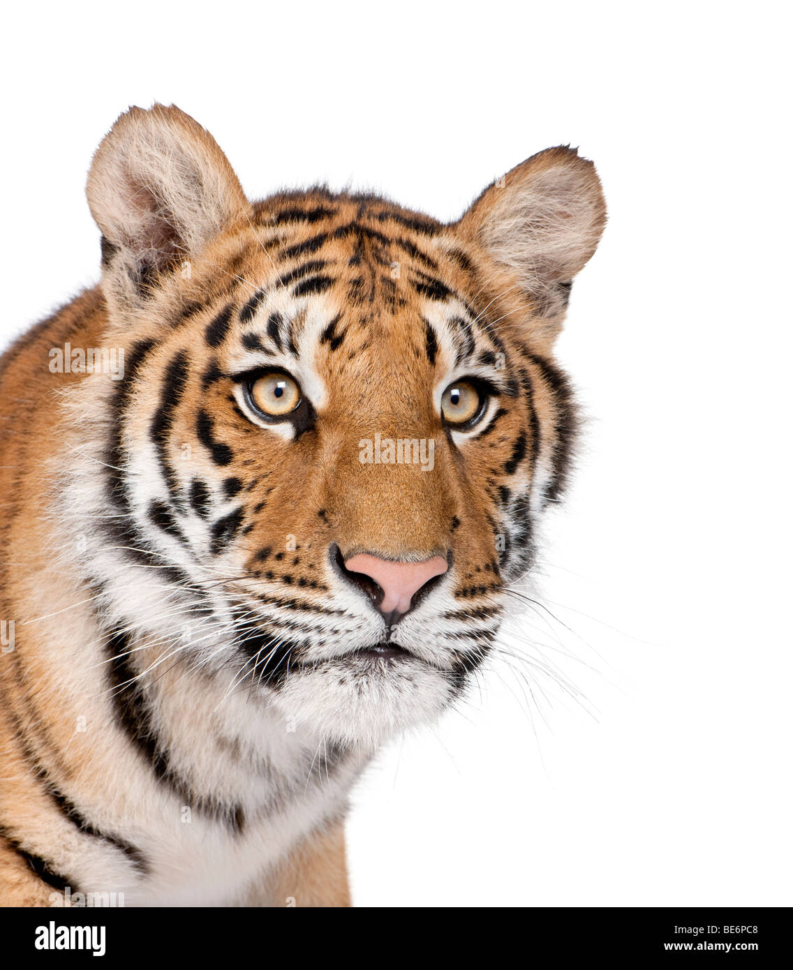 Close-up of Bengal Tiger, Panthera tigris tigris, 1 year old, in front of white background, studio shot Stock Photo