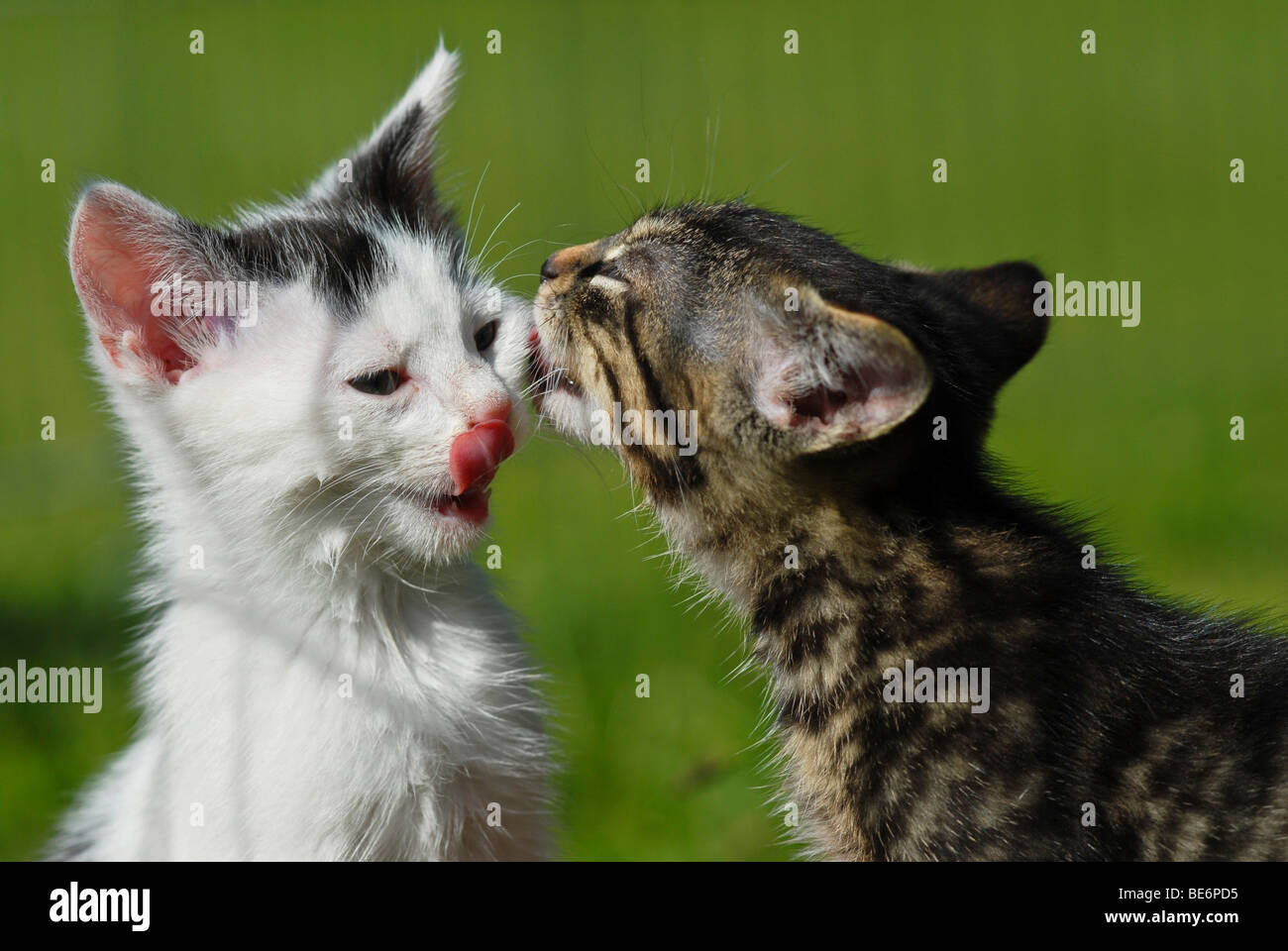 Domestic cats, kittens licking each other's face Stock Photo