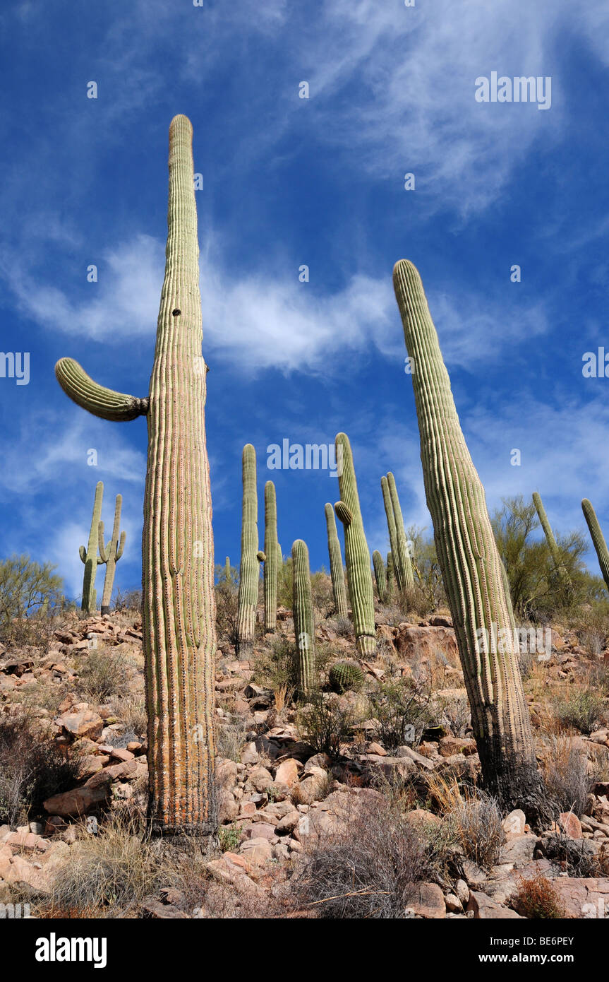 Sonoran desert hi-res stock photography and images - Alamy