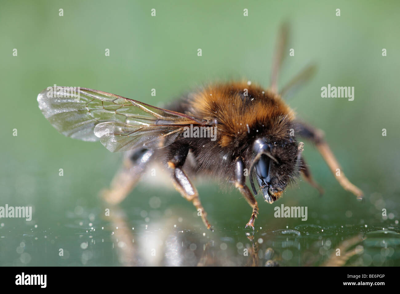 Garden bumblebee (Bombus hortorum) Stock Photo