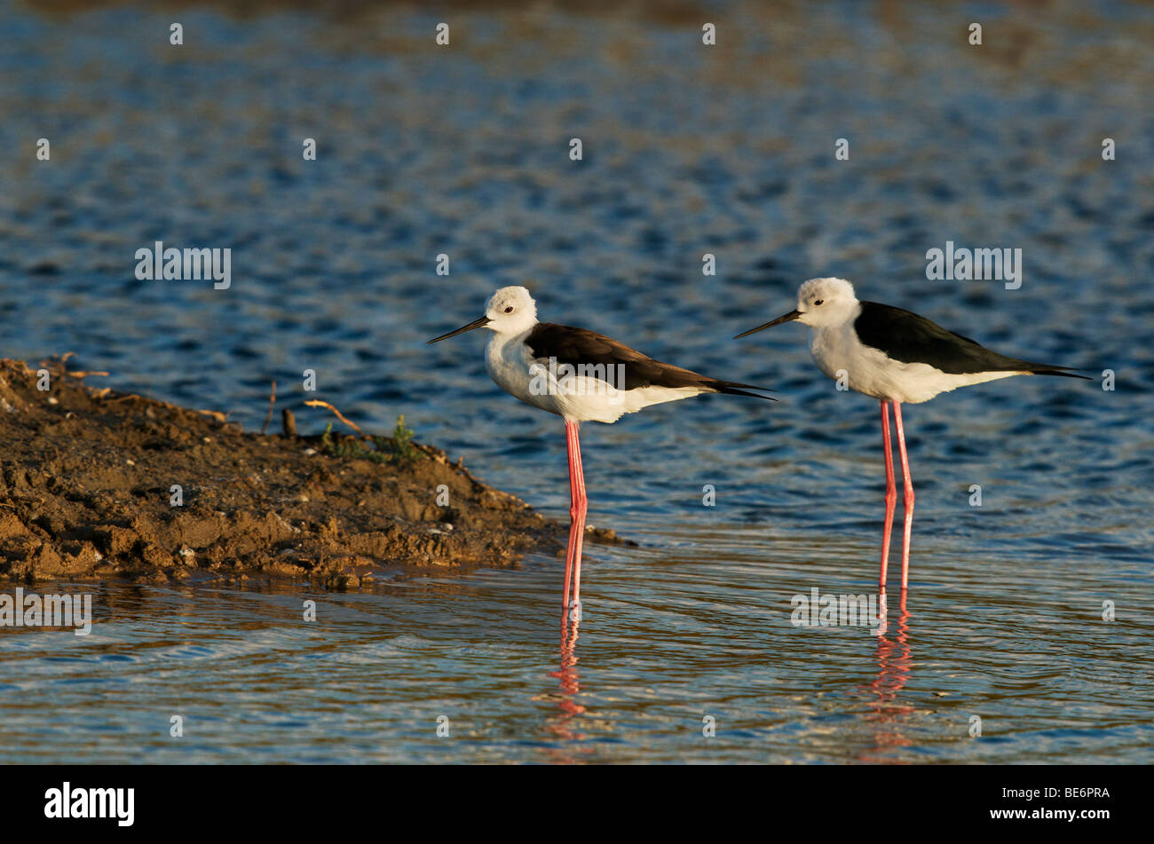 Wetland birds, Bundala National Park, Sri Lanka Stock Photo
