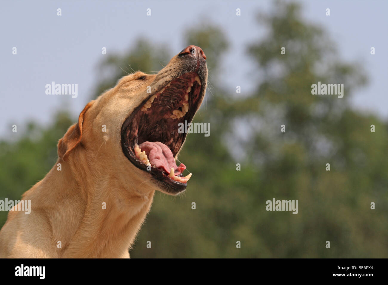 Labrador Retriever opening its mouth wide, yawning Stock Photo