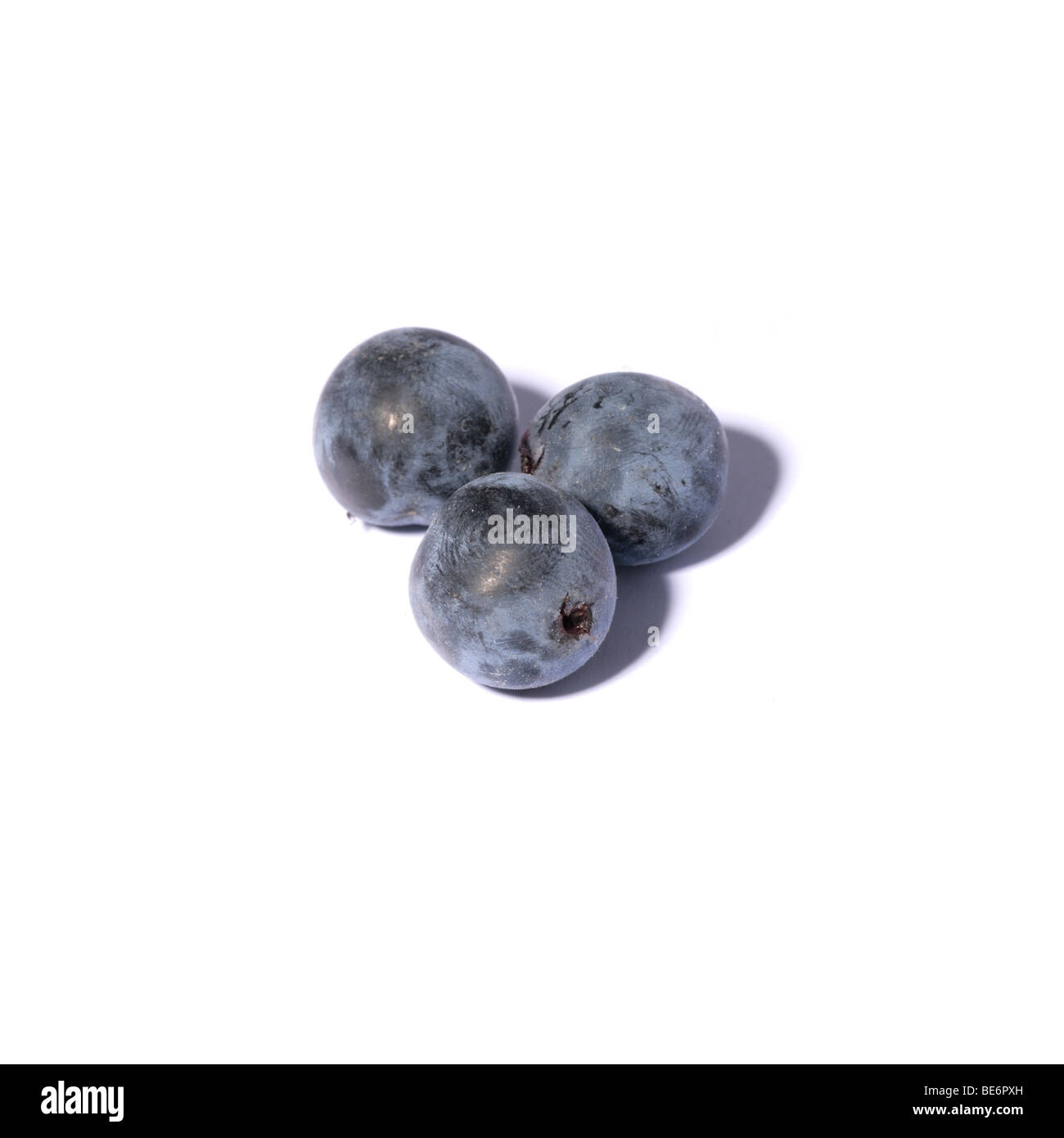 Sloes Stock Photo