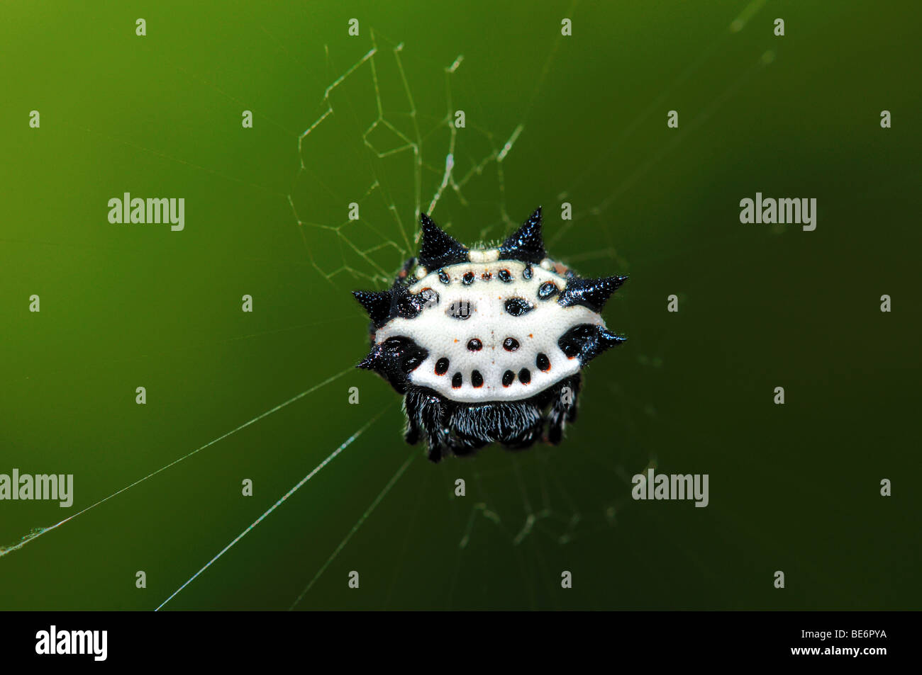 A crab-like spiny orb weaver spider. Texas, USA. Stock Photo