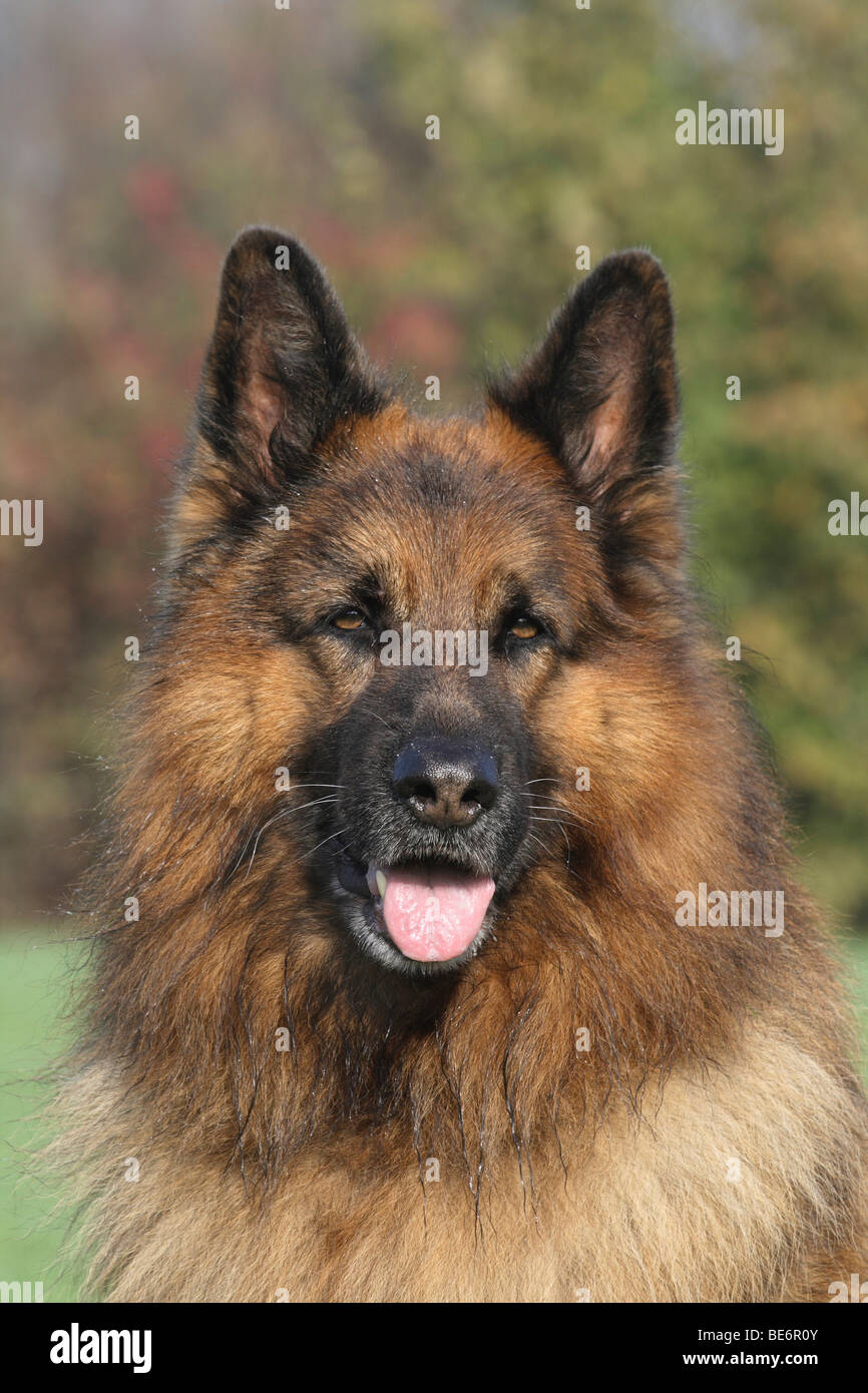 Long haired german shepherd hi-res stock photography and images - Alamy