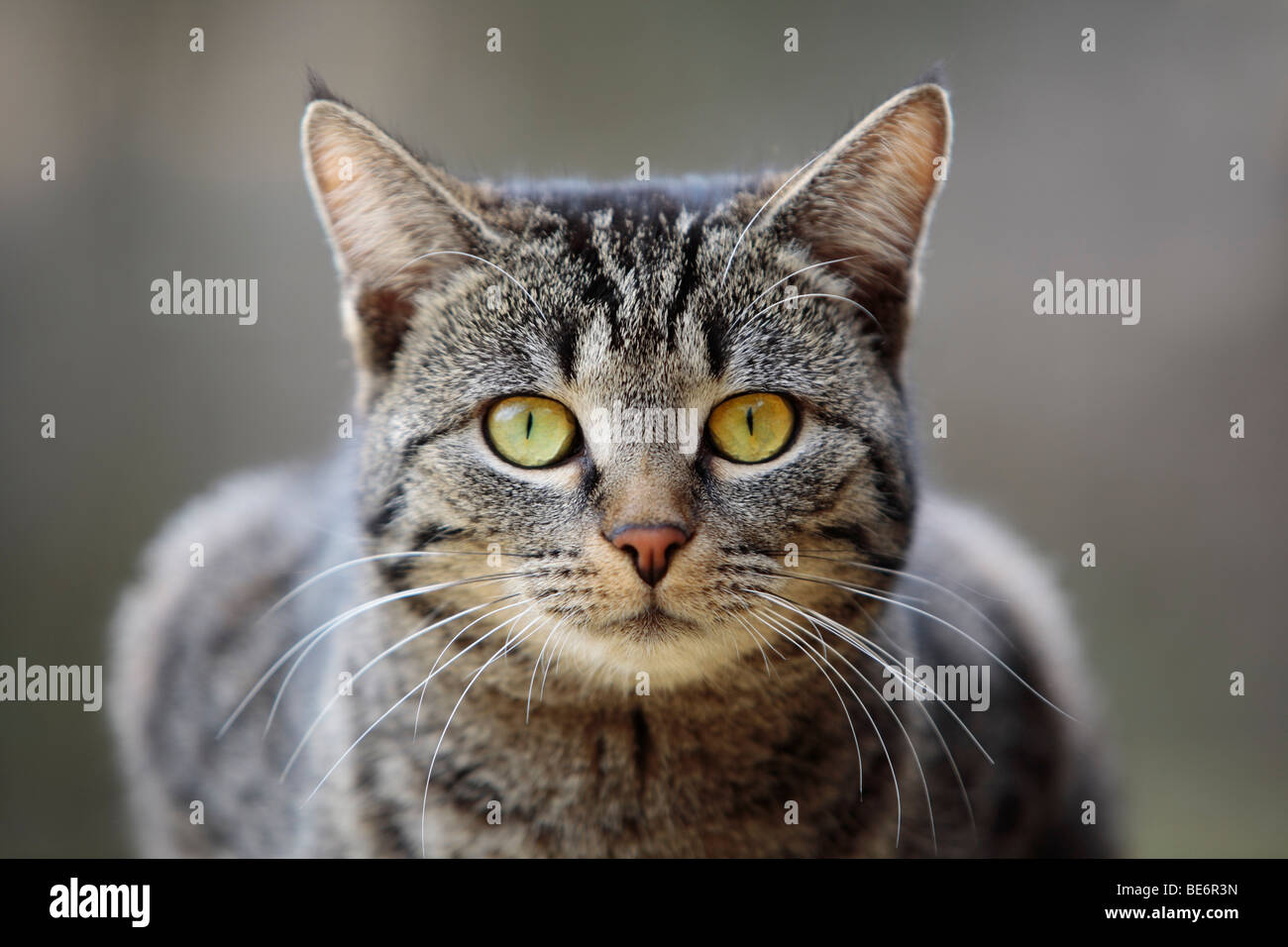 An Cat Domestic cat, portrait Stock Photo - Alamy