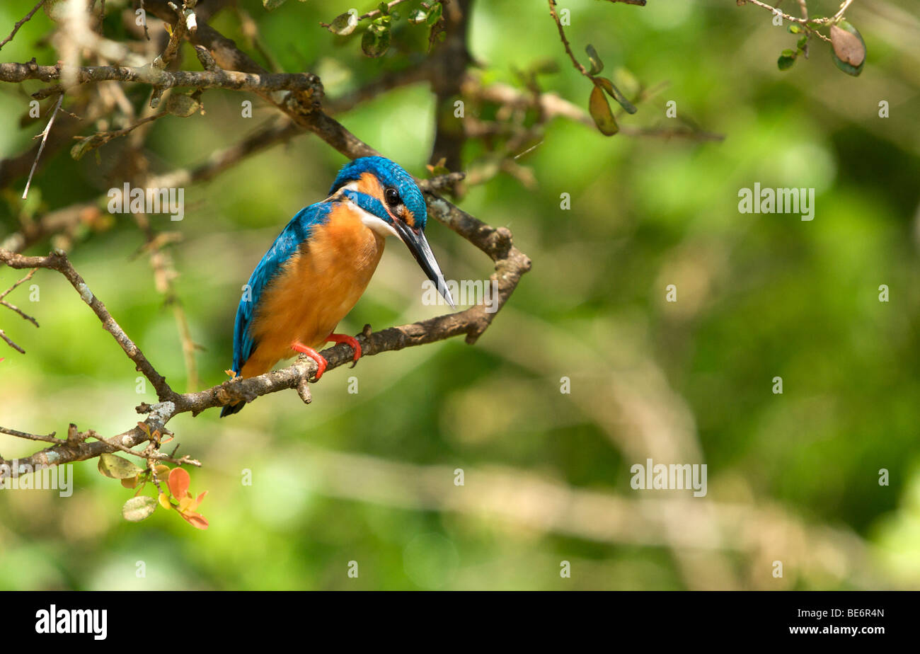 King fisher sri lanka hi-res stock photography and images - Alamy