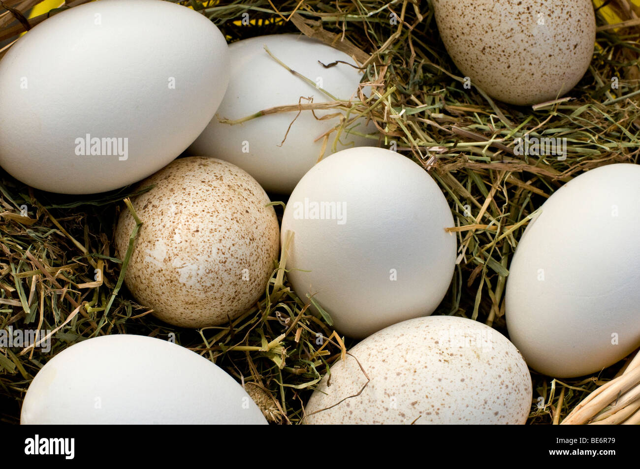 Goose egg hires stock photography and images Alamy