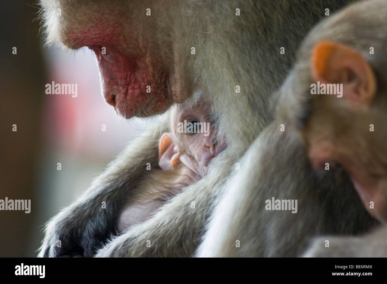 Rhesus macaque monkey feeding at Sri Jalagandeeswarar Temple inside Vellore Fort in Vellore India Stock Photo