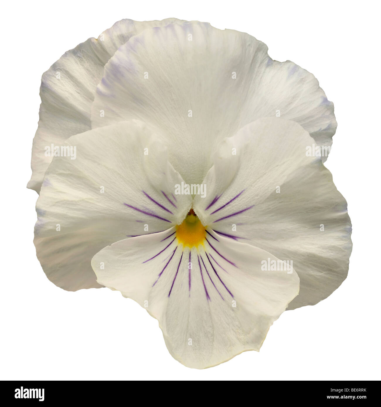 pansy white and violet Stock Photo
