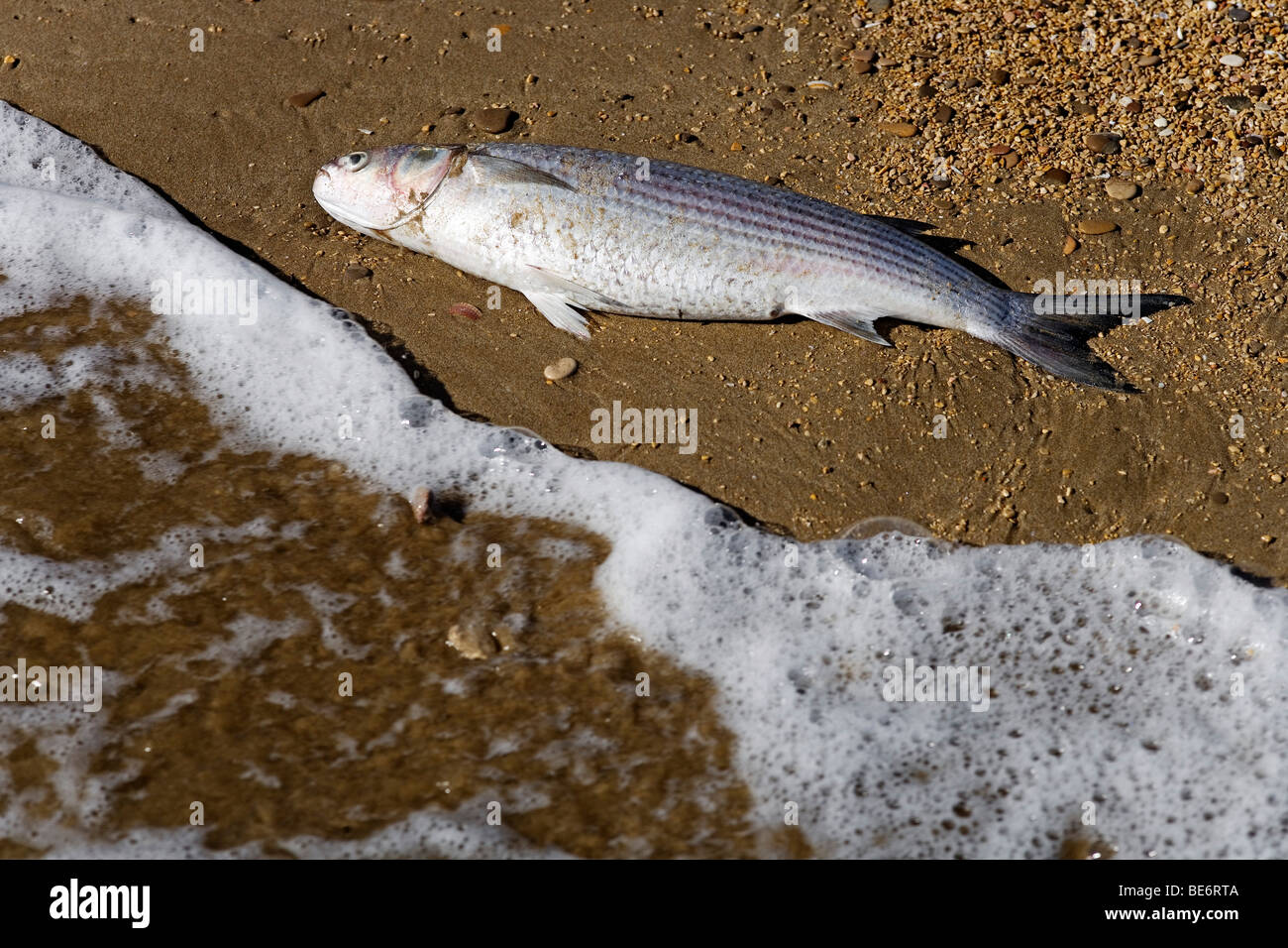 Dead fish washed ashore, Peniscola, Costa Azahar, Spain, Europe Stock Photo