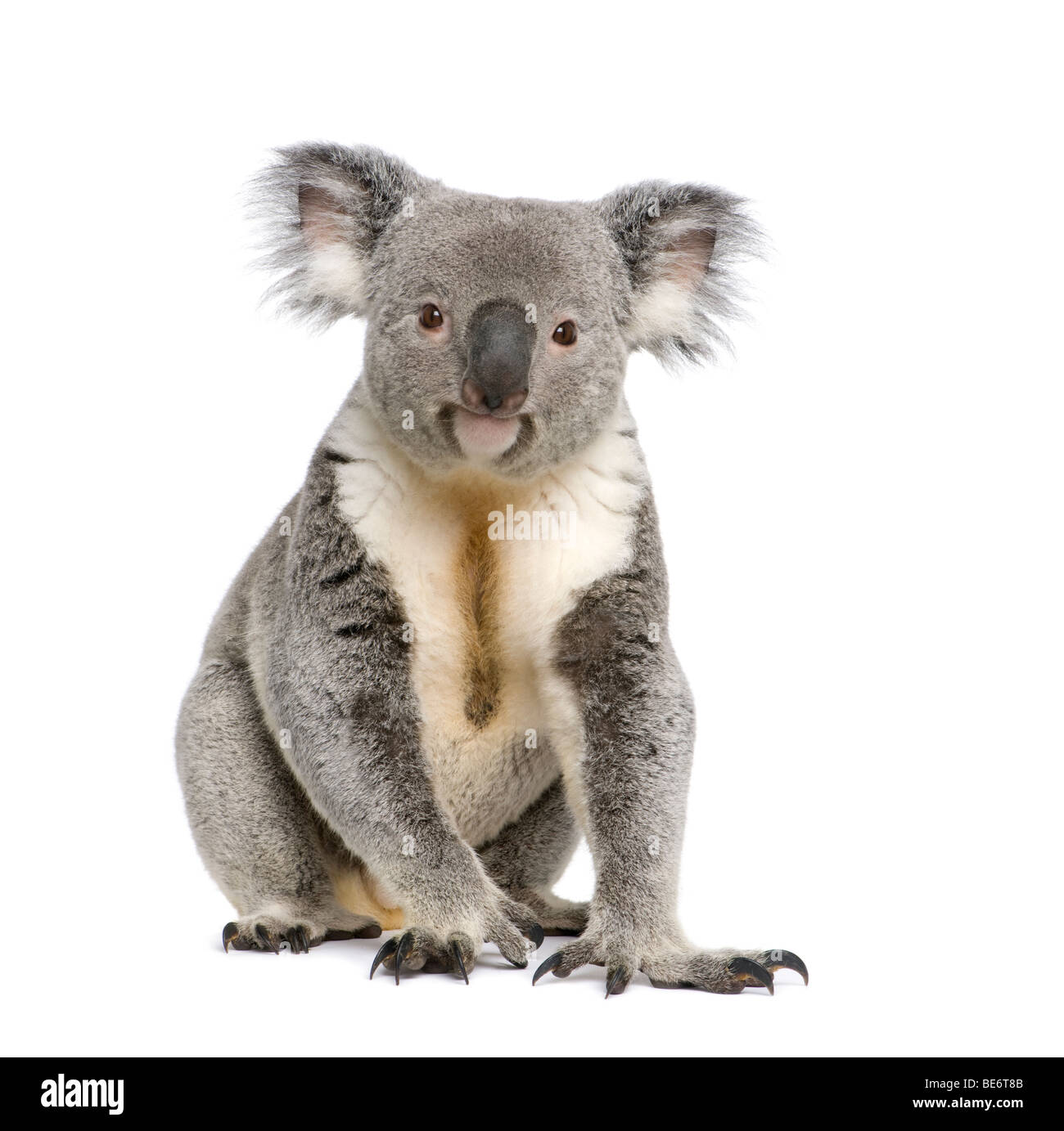 Koala bear cute hi-res stock photography and images - Alamy