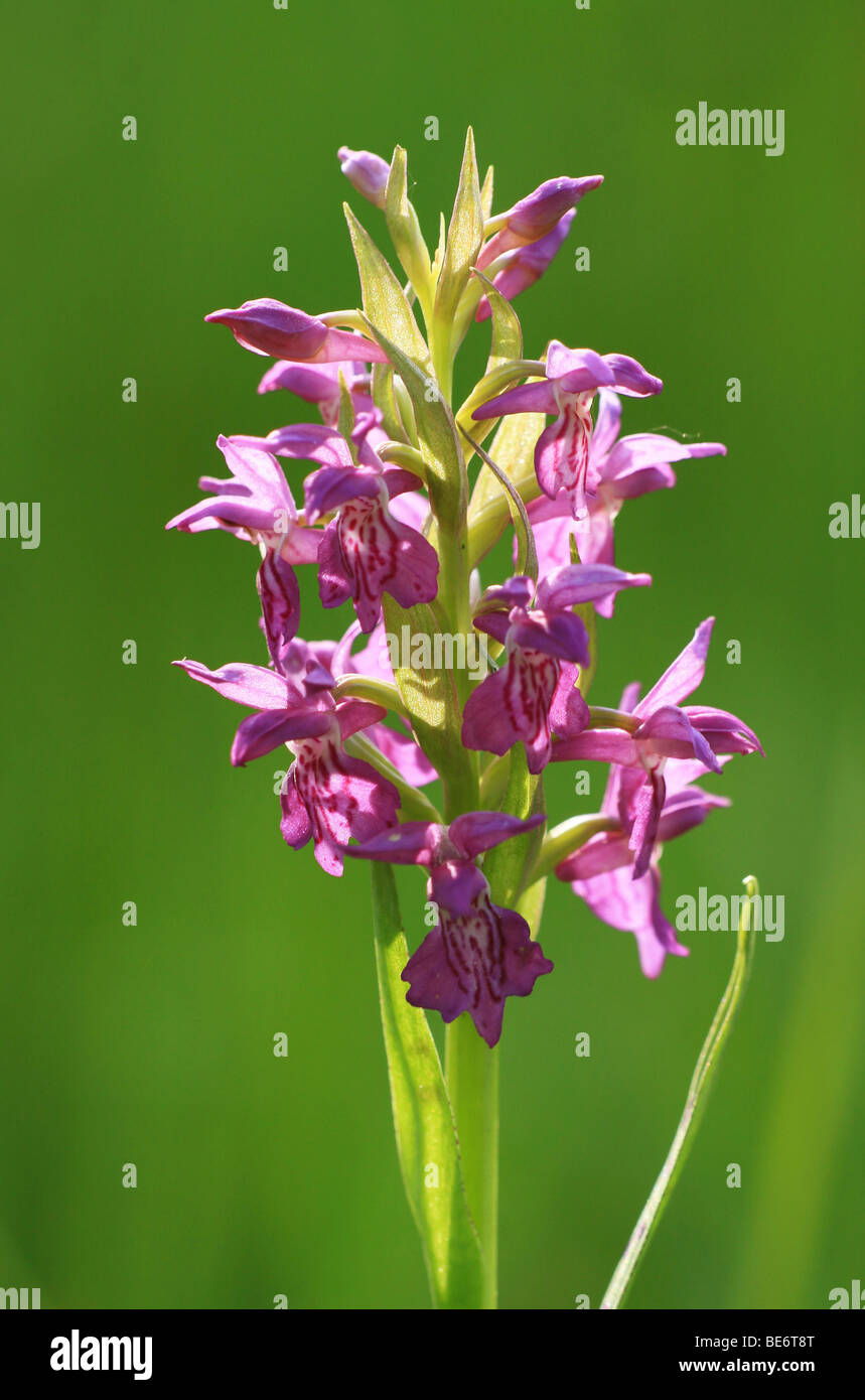Western marsh orchid or fan orchid (Dactylorhiza majalis) Stock Photo