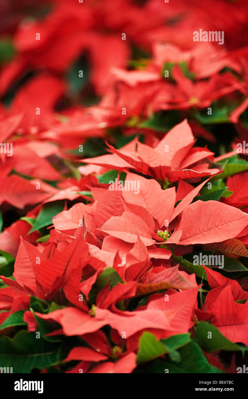 Poinsettias Stock Photo