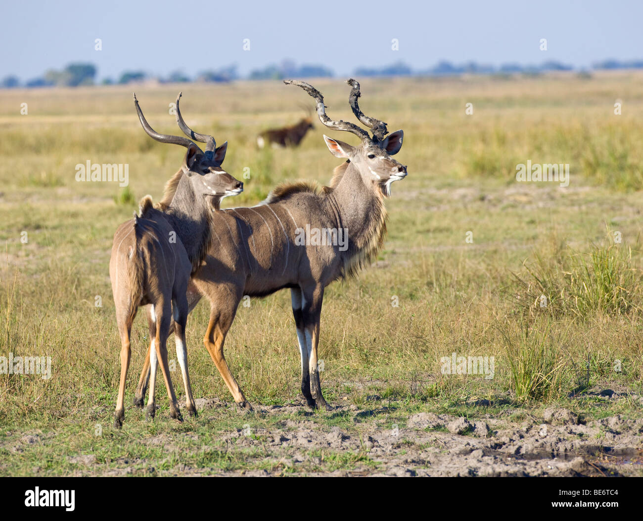 Greater kudu (Tragelaphus strepsiceros), male, Chobe National Park, Botswana, Africa Stock Photo