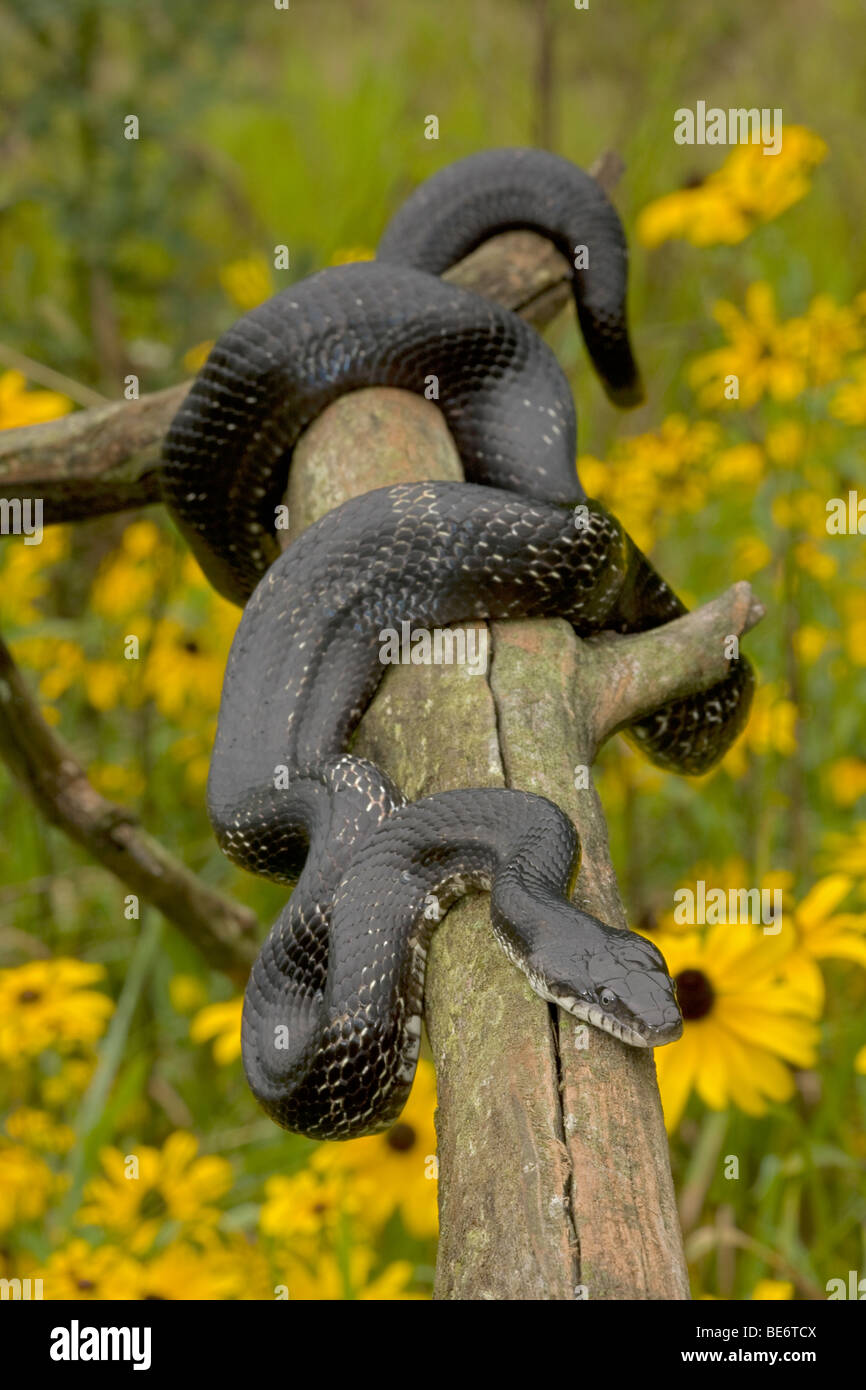 Eastern Ratsnake (Elathe alleganiensis) also known as Black Ratsnake (Elathe obsoleta) - New York - USA Stock Photo