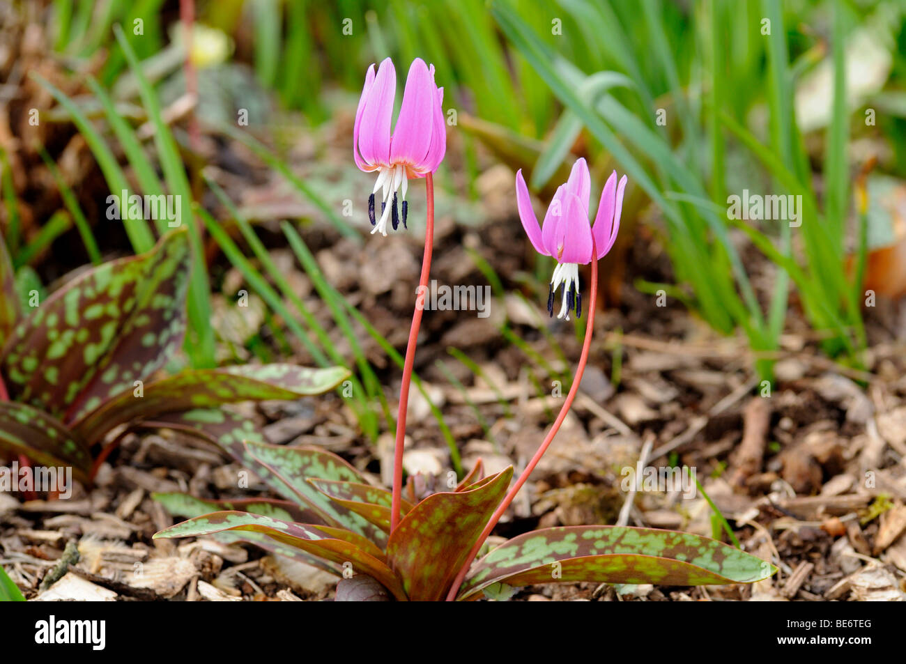 Dog's Tooth Violet (Erythronium dens-canis) Stock Photo