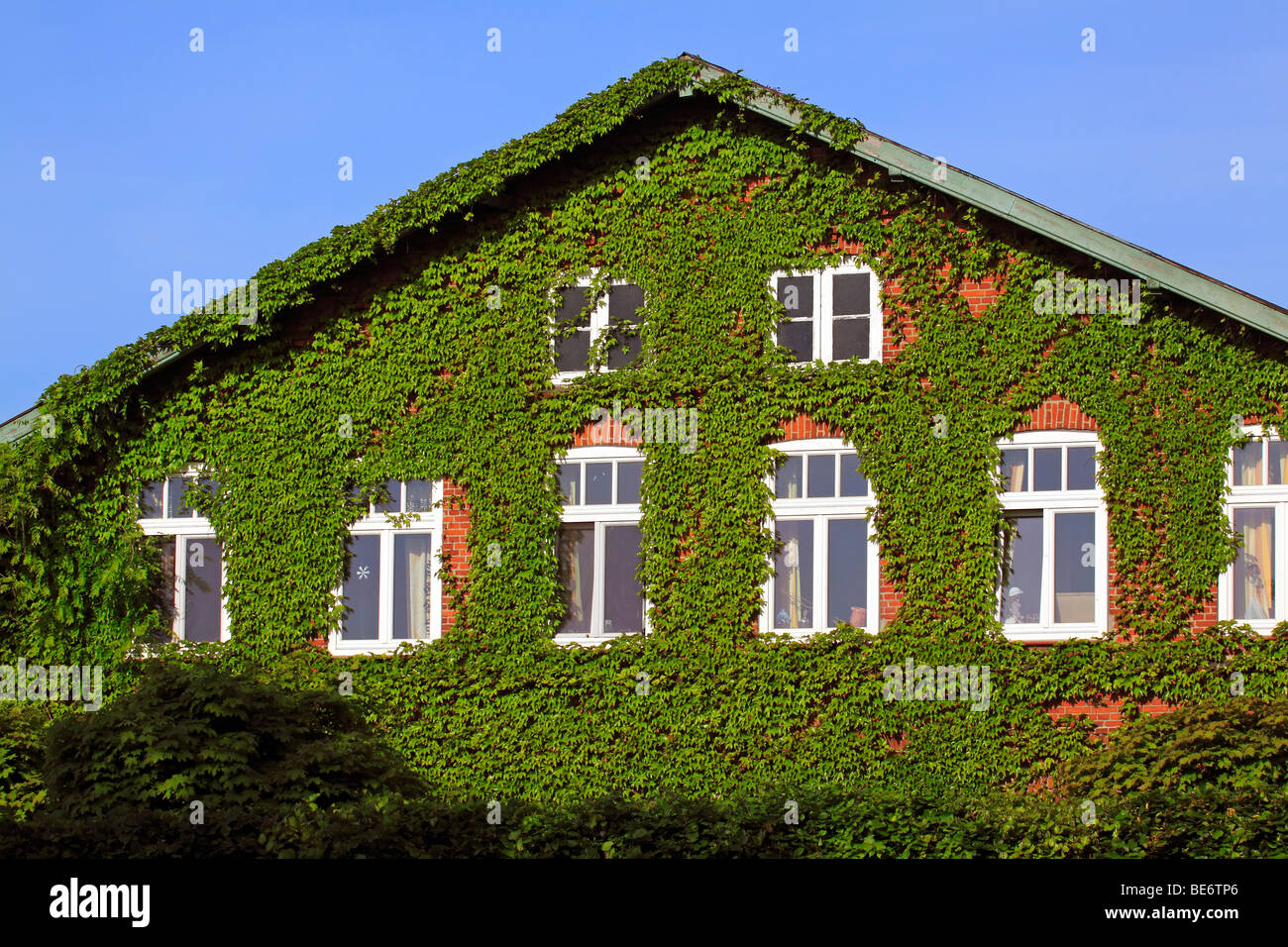 Boston Ivy at the frontside of a house, Japanese creeper, Japanese ivy in spring (Parthenocissus tricuspidata) Stock Photo
