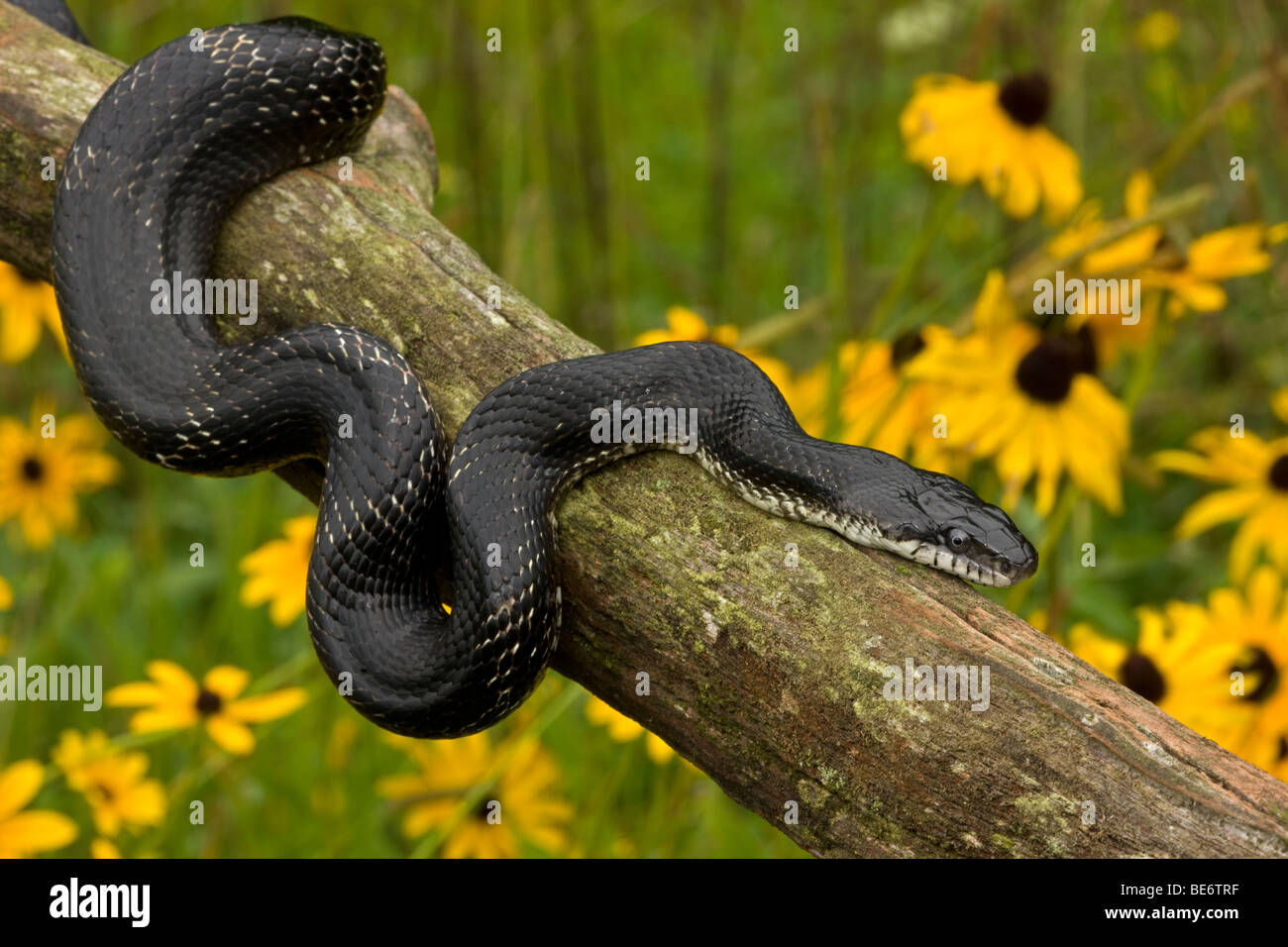Eastern Ratsnake (Elaphe alleganiensis) also known as Black Ratsnake (Elaphe obsoleta) - New York - USA Stock Photo