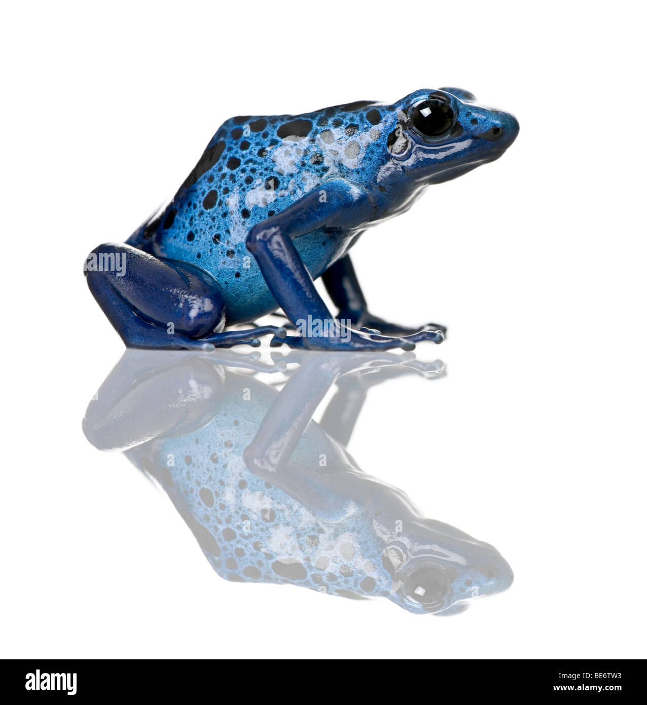 Blue Poison Dart frog, Dendrobates azureus, against white background, studio shot Stock Photo