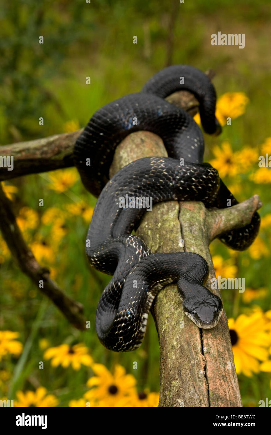 Eastern Ratsnake (Elaphe alleganiensis) also known as Black Ratsnake (Elaphe obsoleta) - New York - USA Stock Photo
