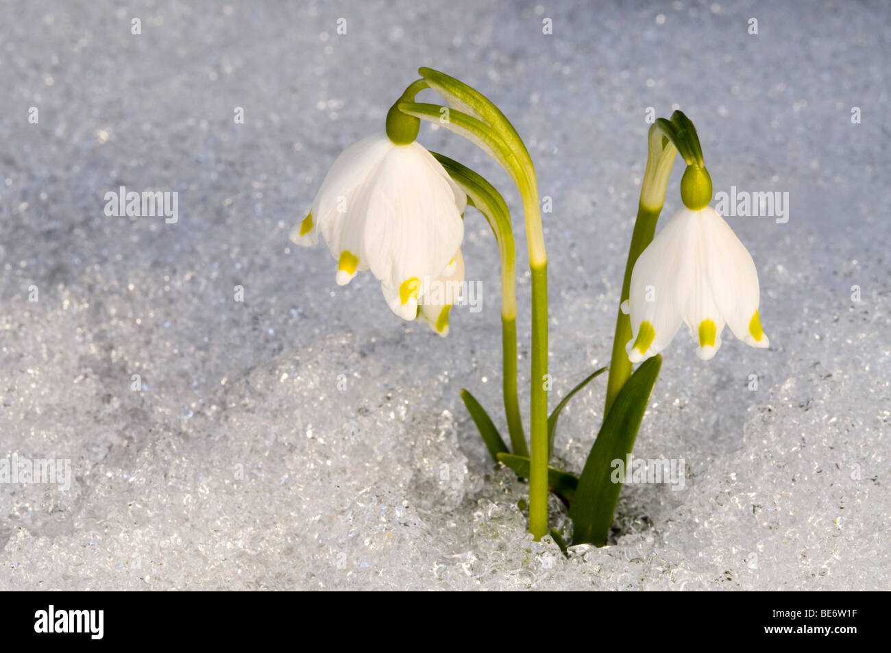 Spring Snowflake (Leucojum vernum), Schwaz, Tyrol, Austria, Europe Stock Photo