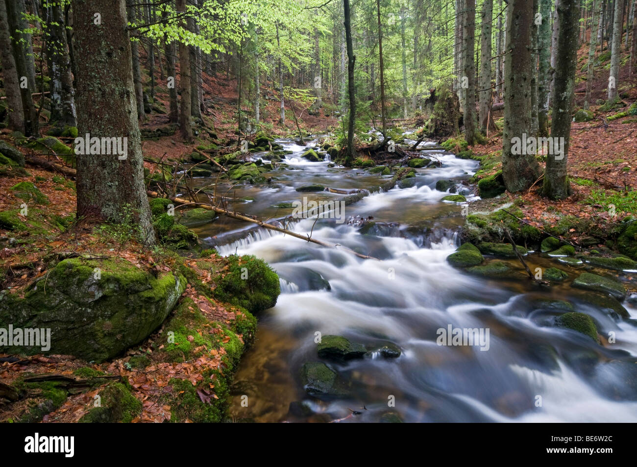 Kleine Ohe, Bavarian Forest National Park, Bavaria, Germany, Europe Stock Photo