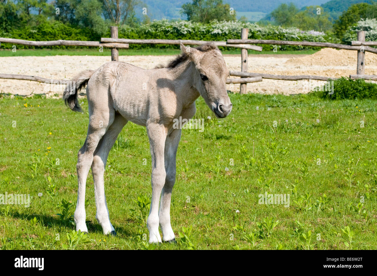 Konik horse, foal, Pielach near Loosdorf, Upper Austria, Europe Stock Photo