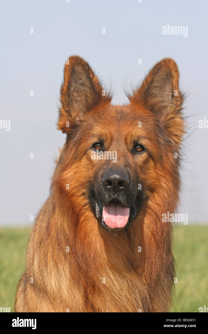 Long haired red german shepherd cheap