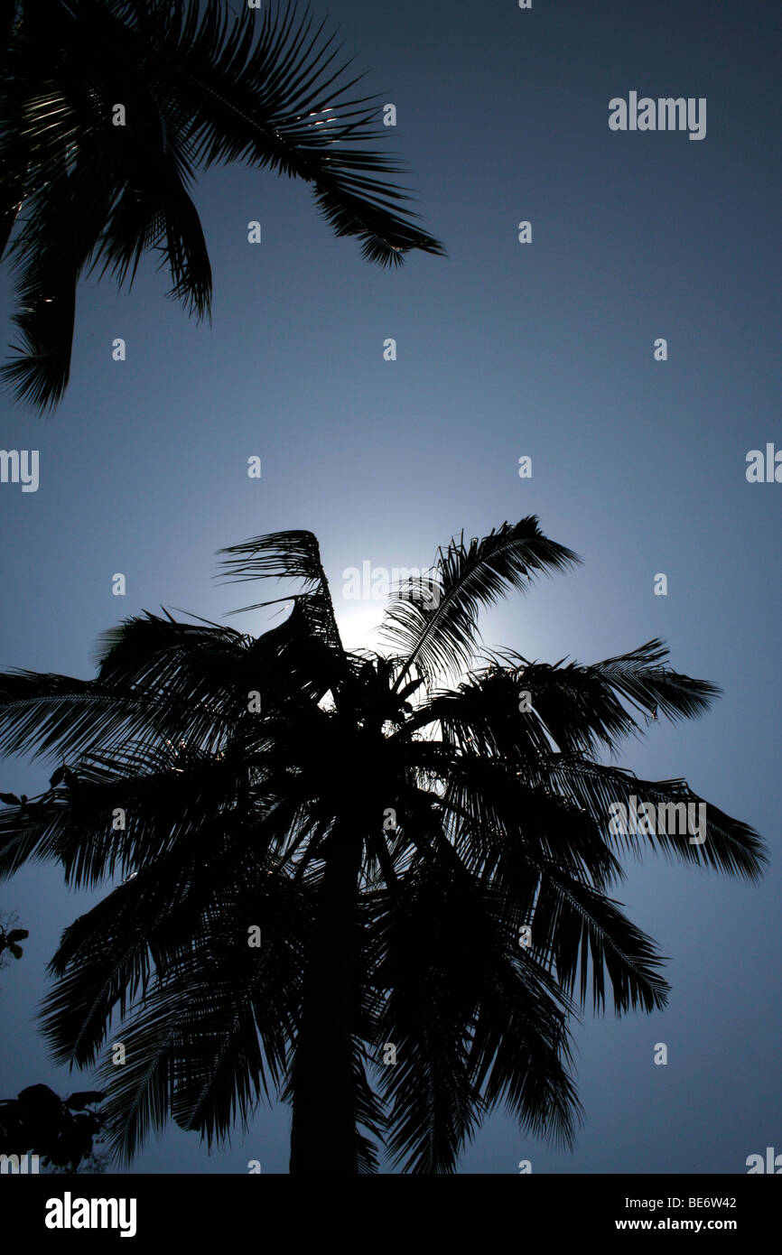 Palm trees against blue sky, Diani Beach Mombasa, Kenya , Africa Stock Photo