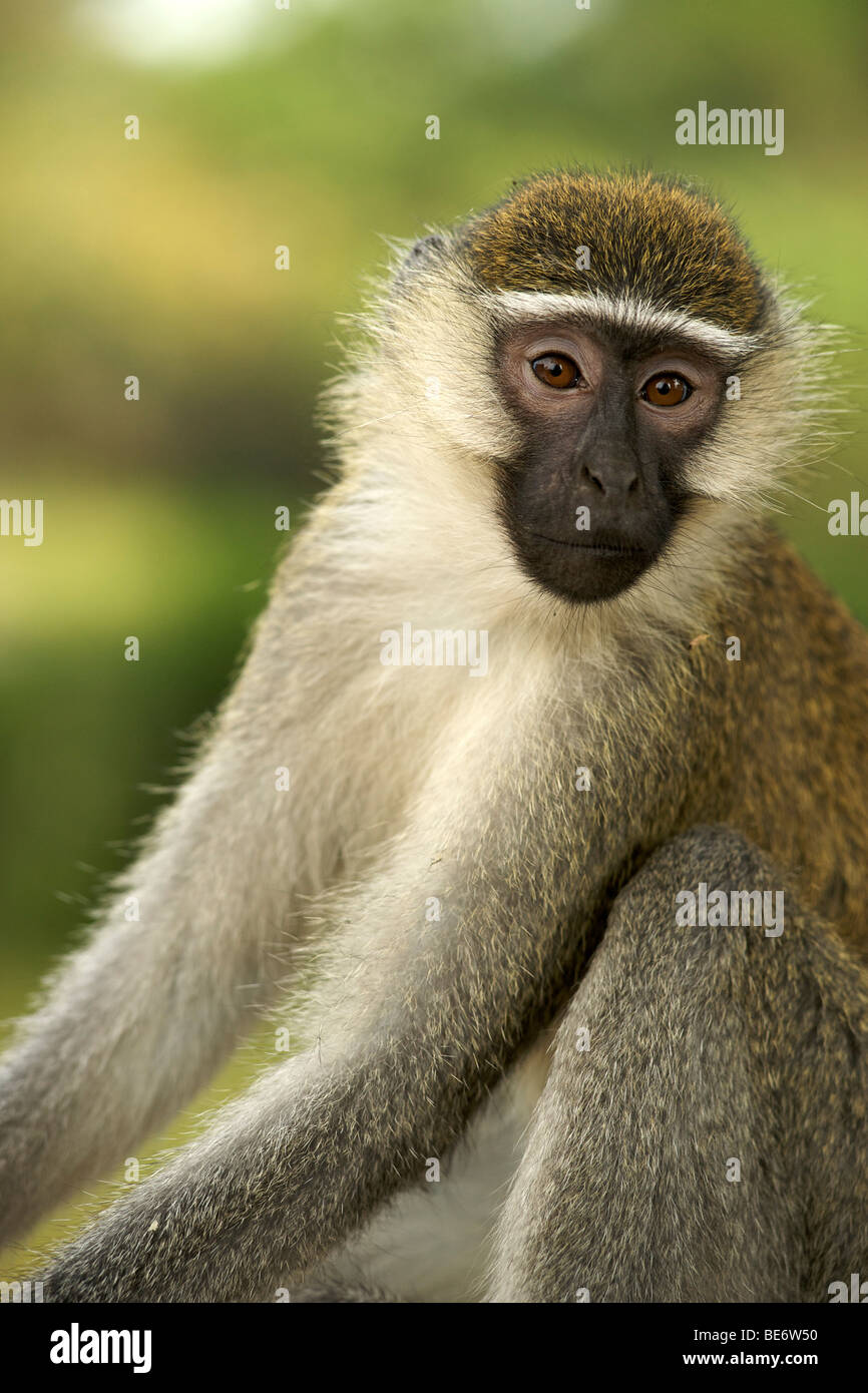 Vervet monkey (Chlorocebus pygerythrus) in Uganda. Stock Photo