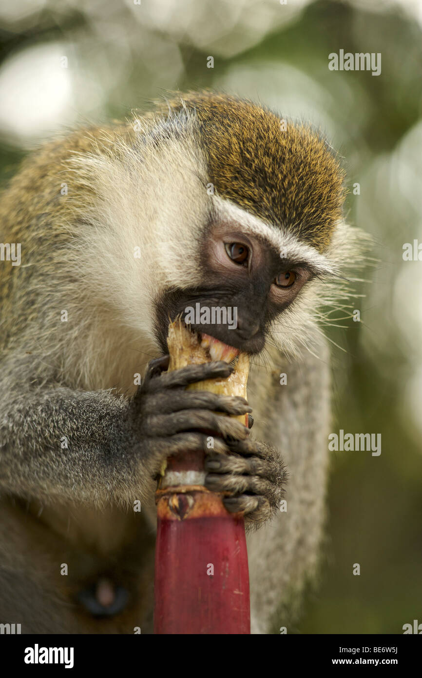 Eating sugar cane hires stock photography and images Alamy