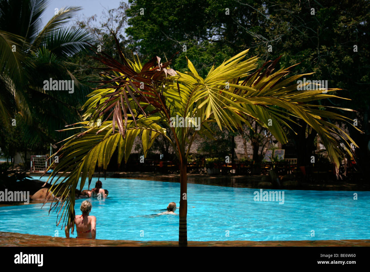 Plant in front of Swimming pool, Papillon Lagoon reef Hotel, Diani Beach, Mombasa, Kenya, Africa Stock Photo