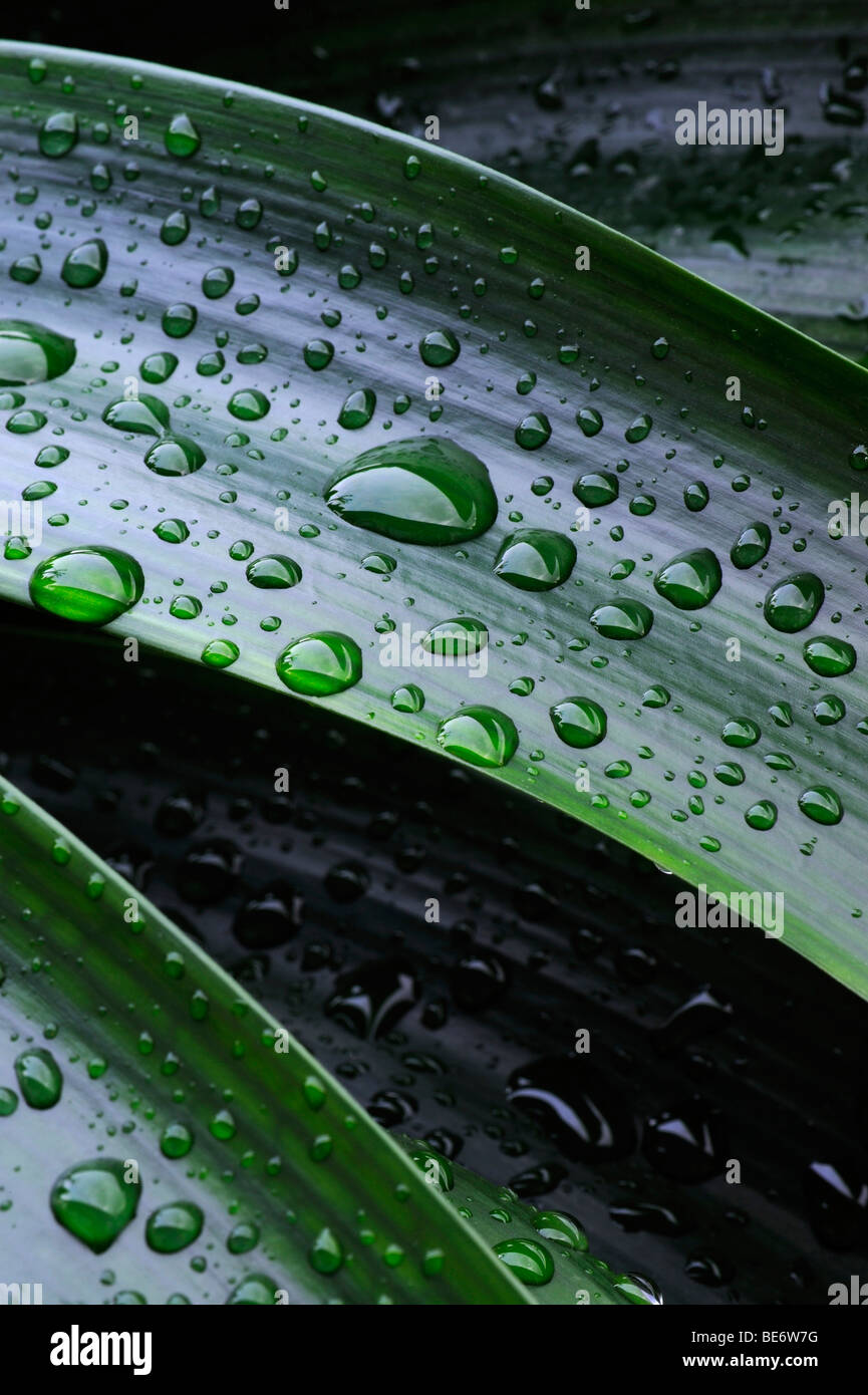 Leaves of a Kaffir Lily or Bush Lily (Clivia miniata) with water drops Stock Photo