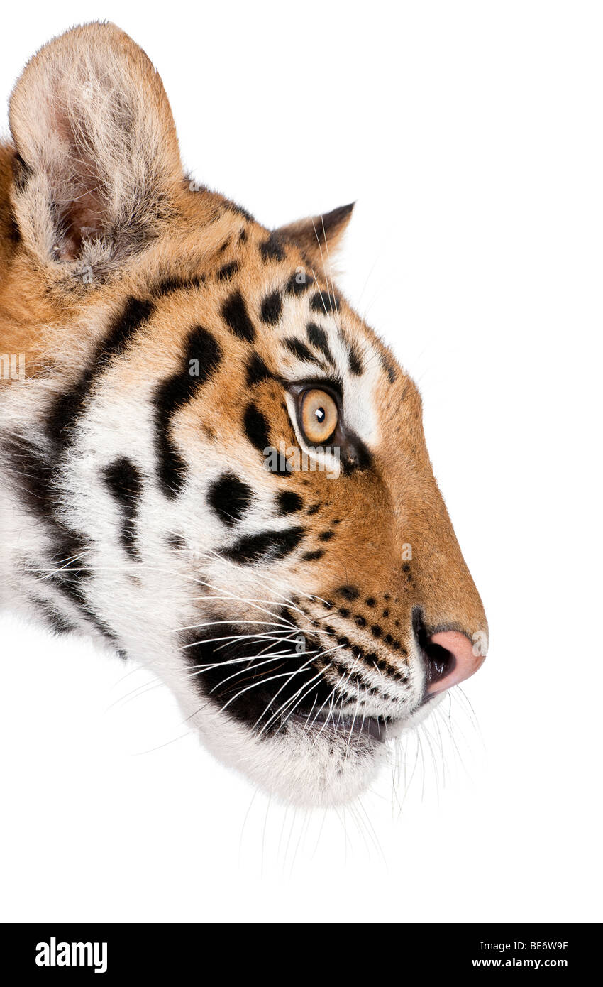 Close-up profile of Bengal tiger, Panthera tigris tigris, 1 year old, in front of white background, studio shot Stock Photo