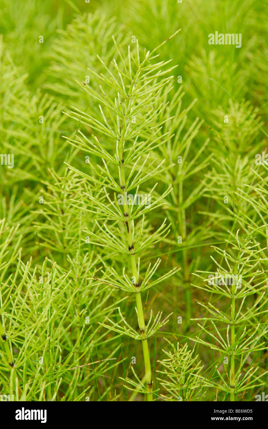 Field horsetail (common horsetail), Equisetum arvense Stock Photo