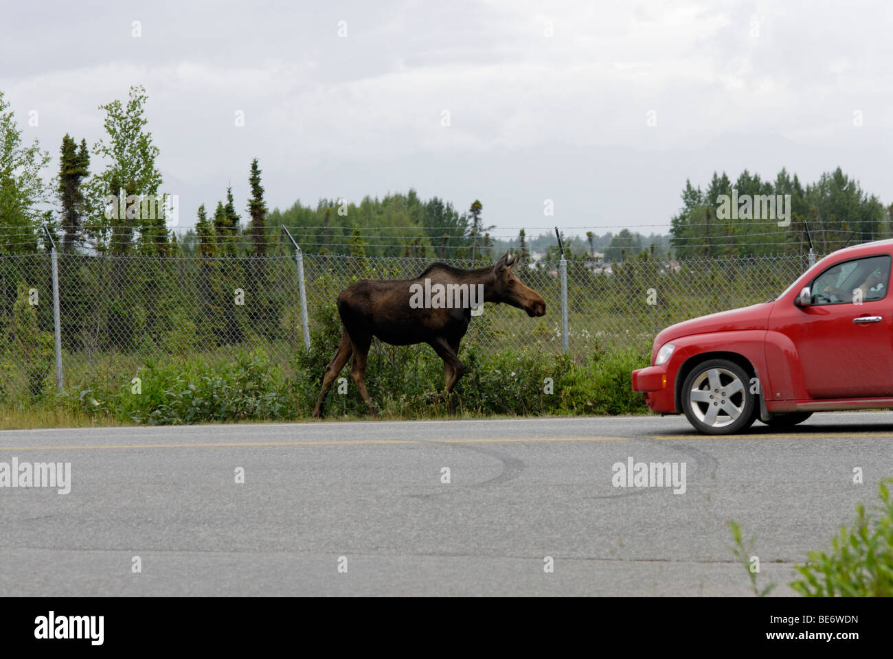 Moose on road, Anchorage, Alaska Stock Photo