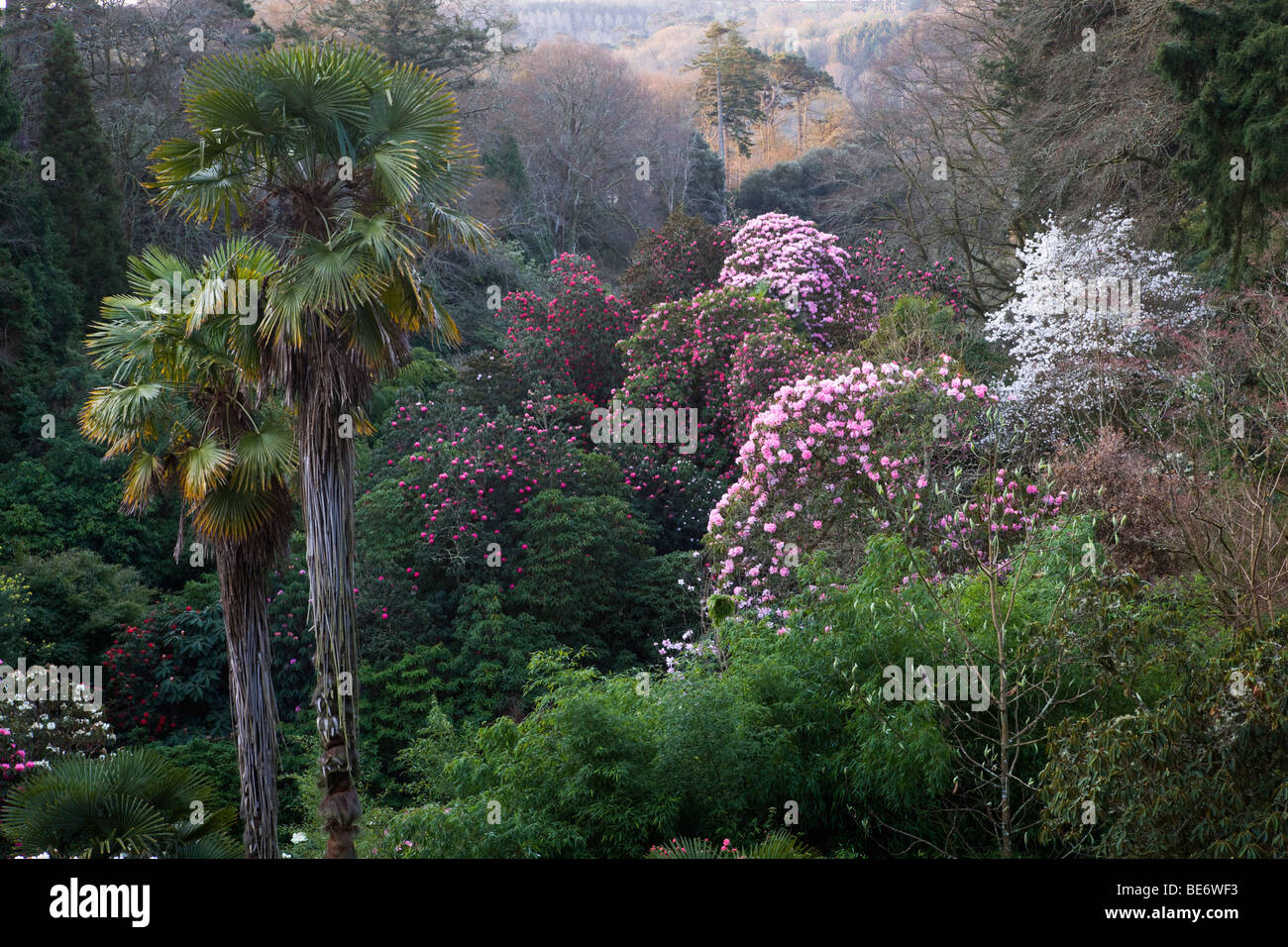Cornwall Rhododendron Rhododendrons in spring hi-res stock photography and images - Alamy