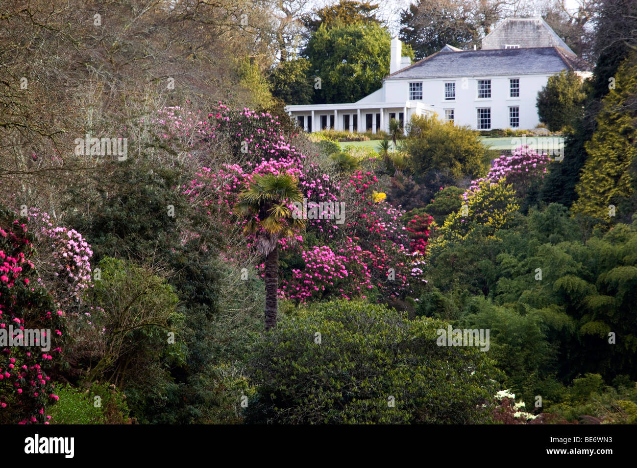 trebah garden and house; cornwall; rhododendrons Stock Photo