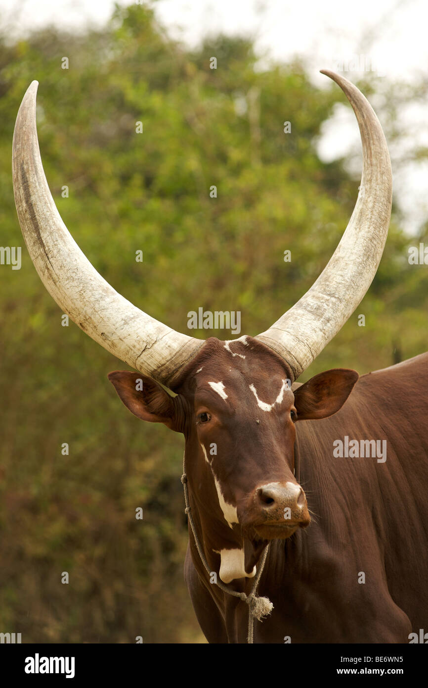 Uganda cattle hires stock photography and images Alamy