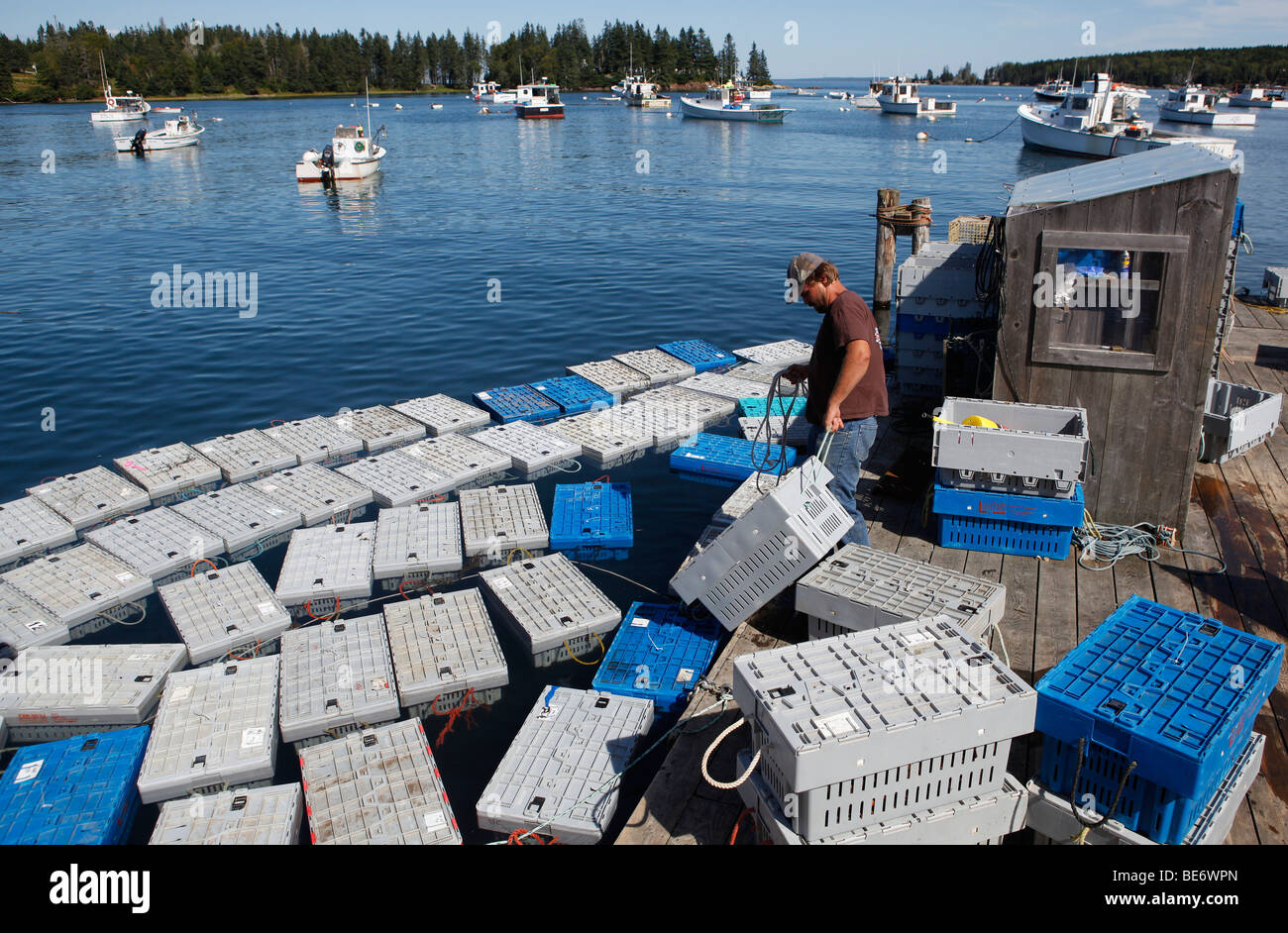 A lobsterman hauls a crate of lobsters at an off loading dock, Owls