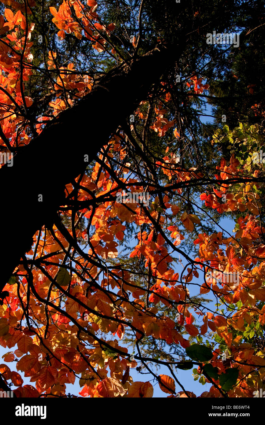 Autumn colours of the climber poison ivy in Japan Stock Photo Alamy
